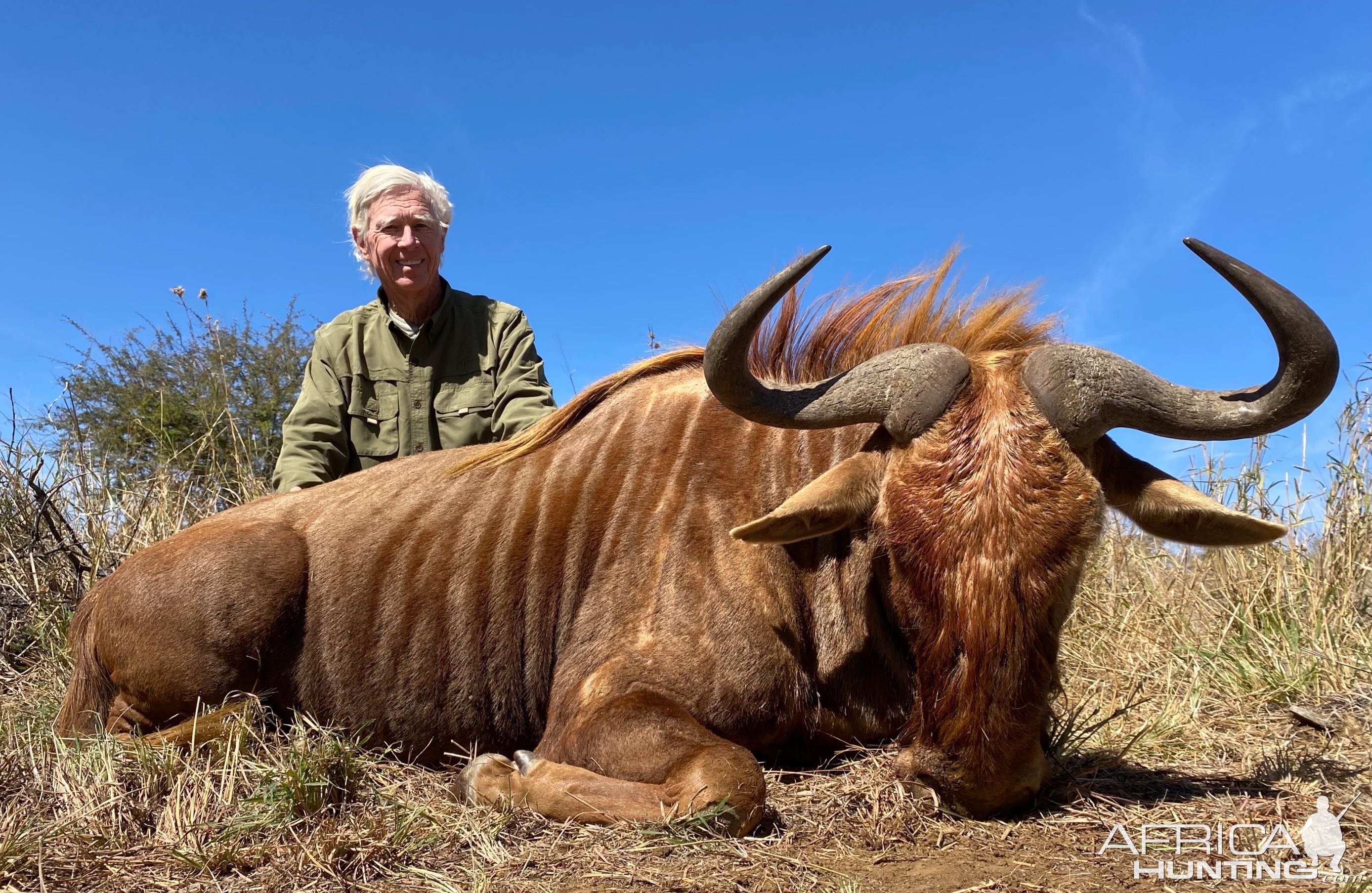 Golden Wildebeest Hunt South Africa