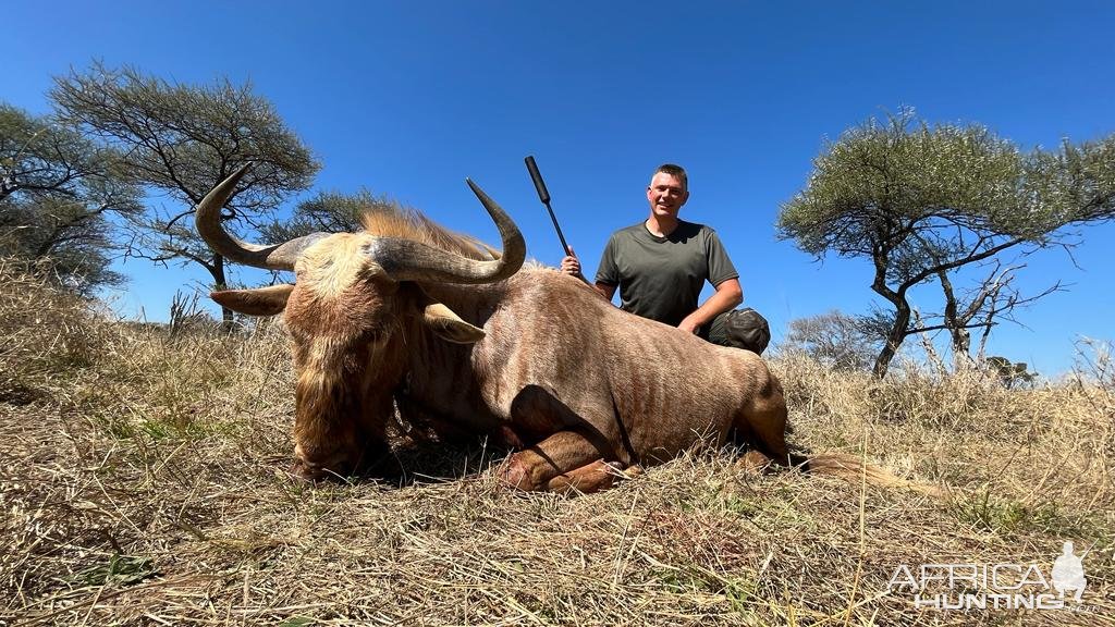 Golden Wildebeest Hunt South Africa