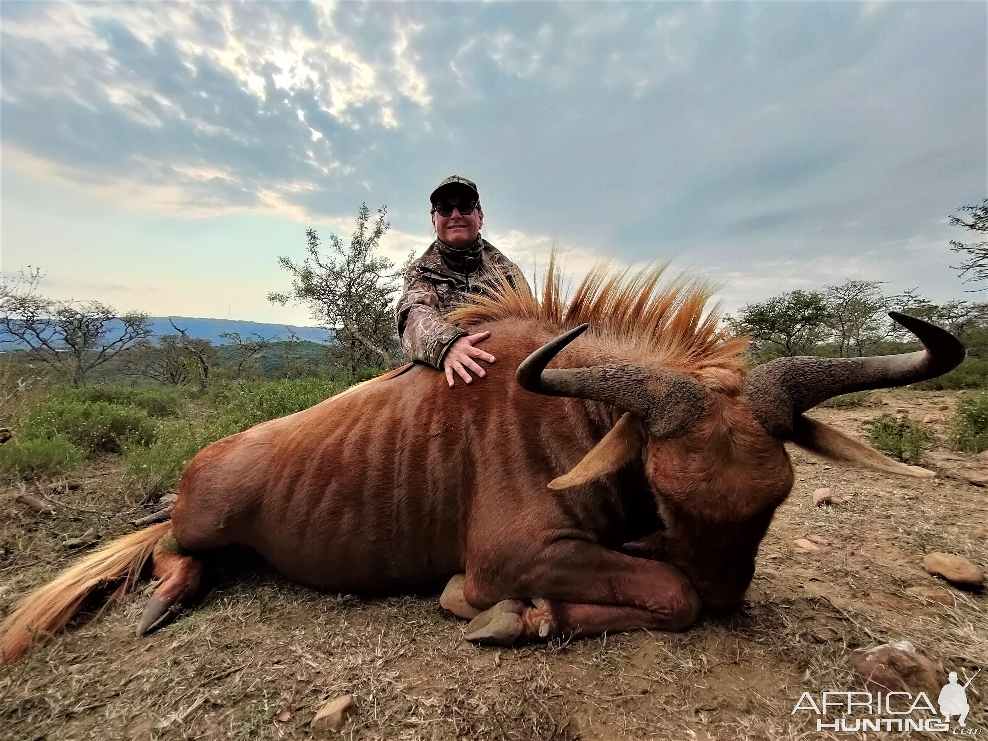 Golden Wildebeest Hunt South Africa