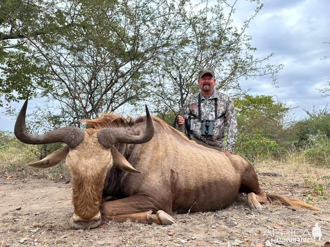 Golden Wildebeest Hunt South Africa