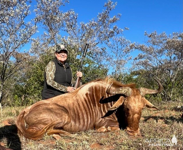 Golden Wildebeest Hunt South Africa