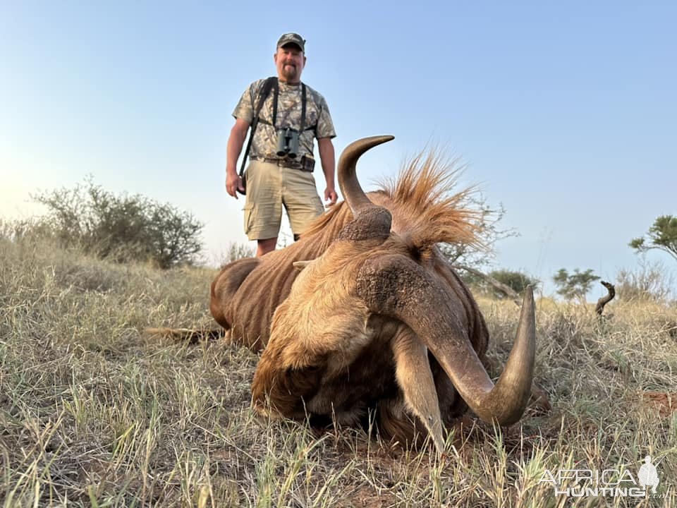 Golden Wildebeest Hunt South Africa