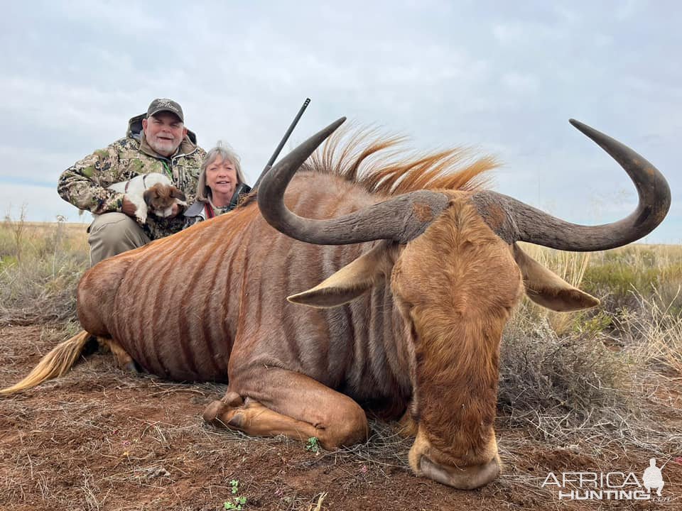 Golden Wildebeest Hunt South Africa