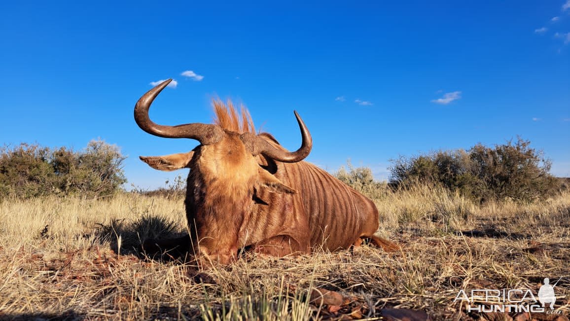 Golden Wildebeest Hunt South Africa