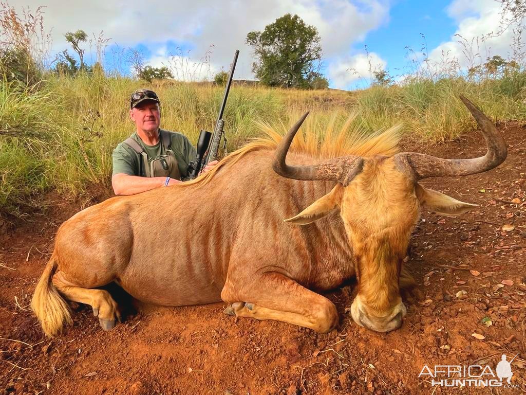 Golden Wildebeest Hunt South Africa