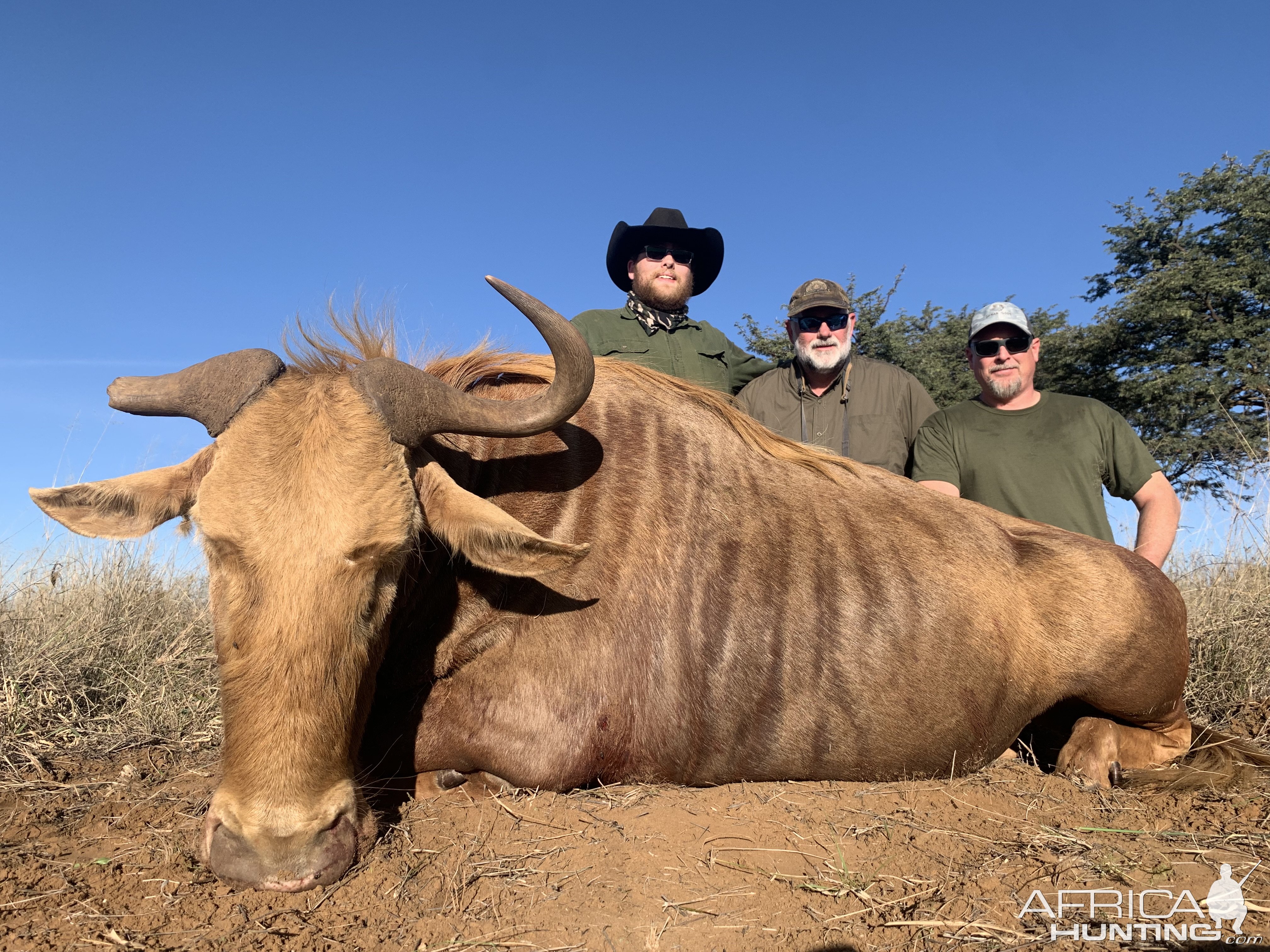 Golden Wildebeest Hunt South Africa