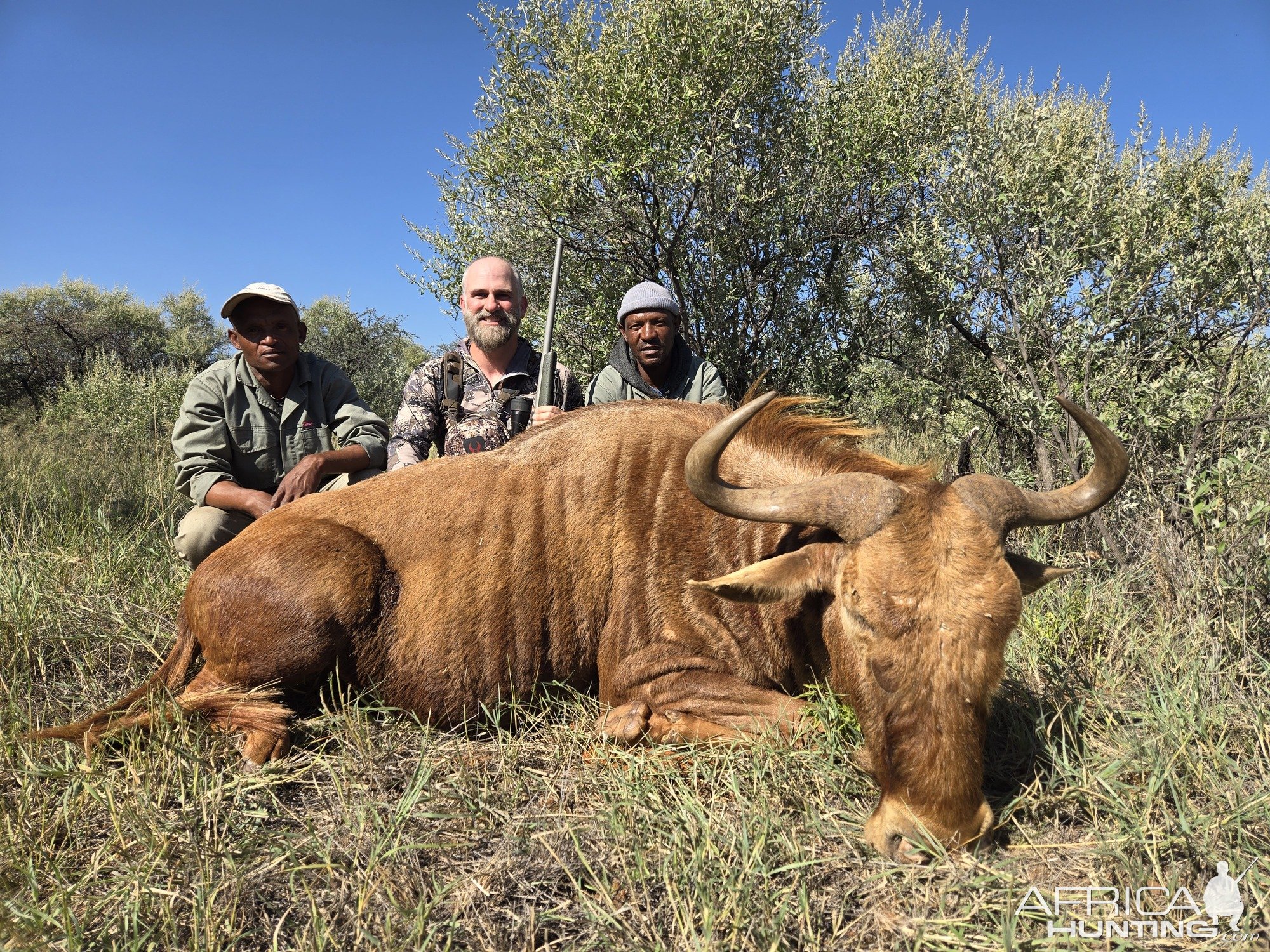 Golden Wildebeest Hunt South Africa