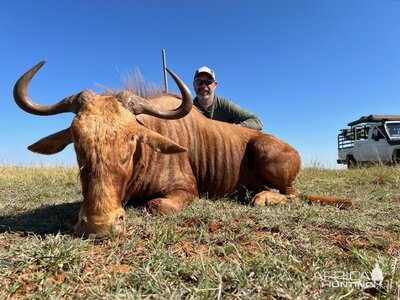 Golden Wildebeest Hunt South Africa