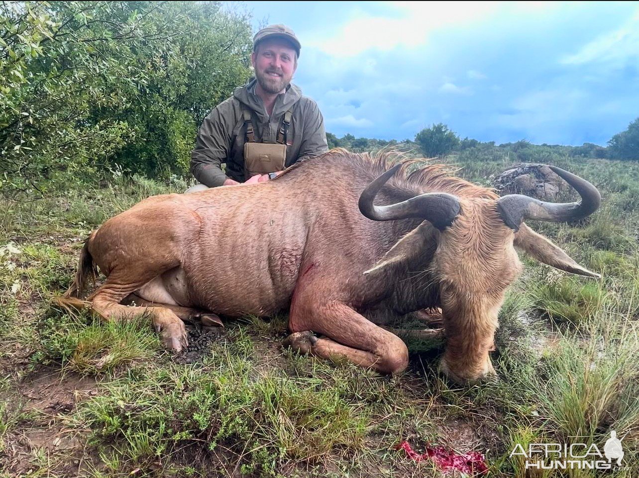 Golden Wildebeest Hunt South Africa