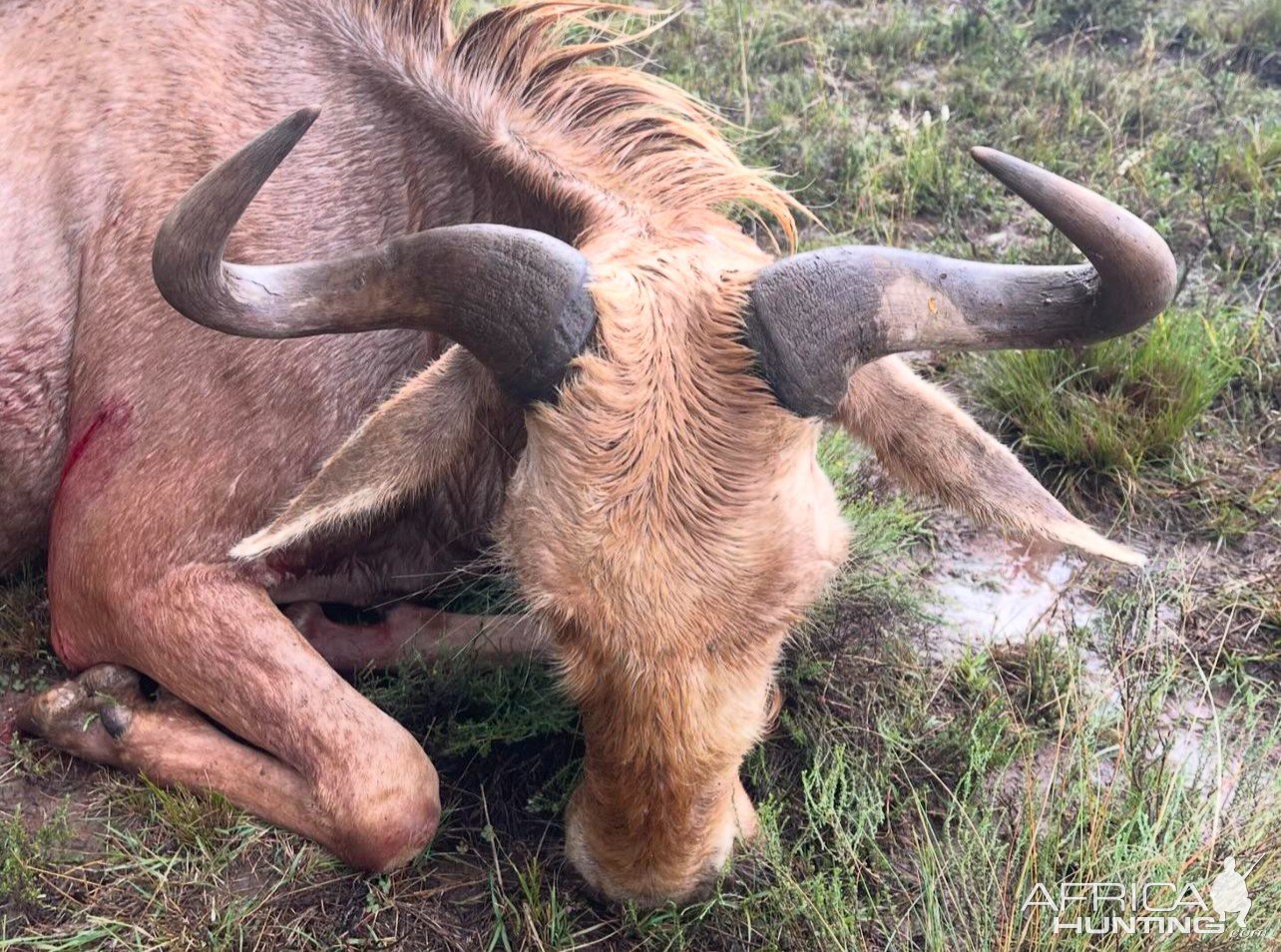 Golden Wildebeest Hunt South Africa