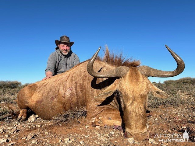 Golden Wildebeest Hunt South Africa