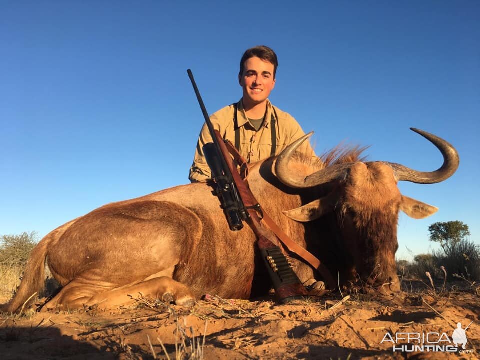 Golden Wildebeest Hunt South Africa