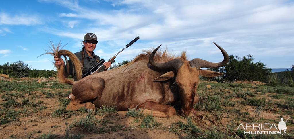 Golden Wildebeest Hunting Eastern Cape South Africa