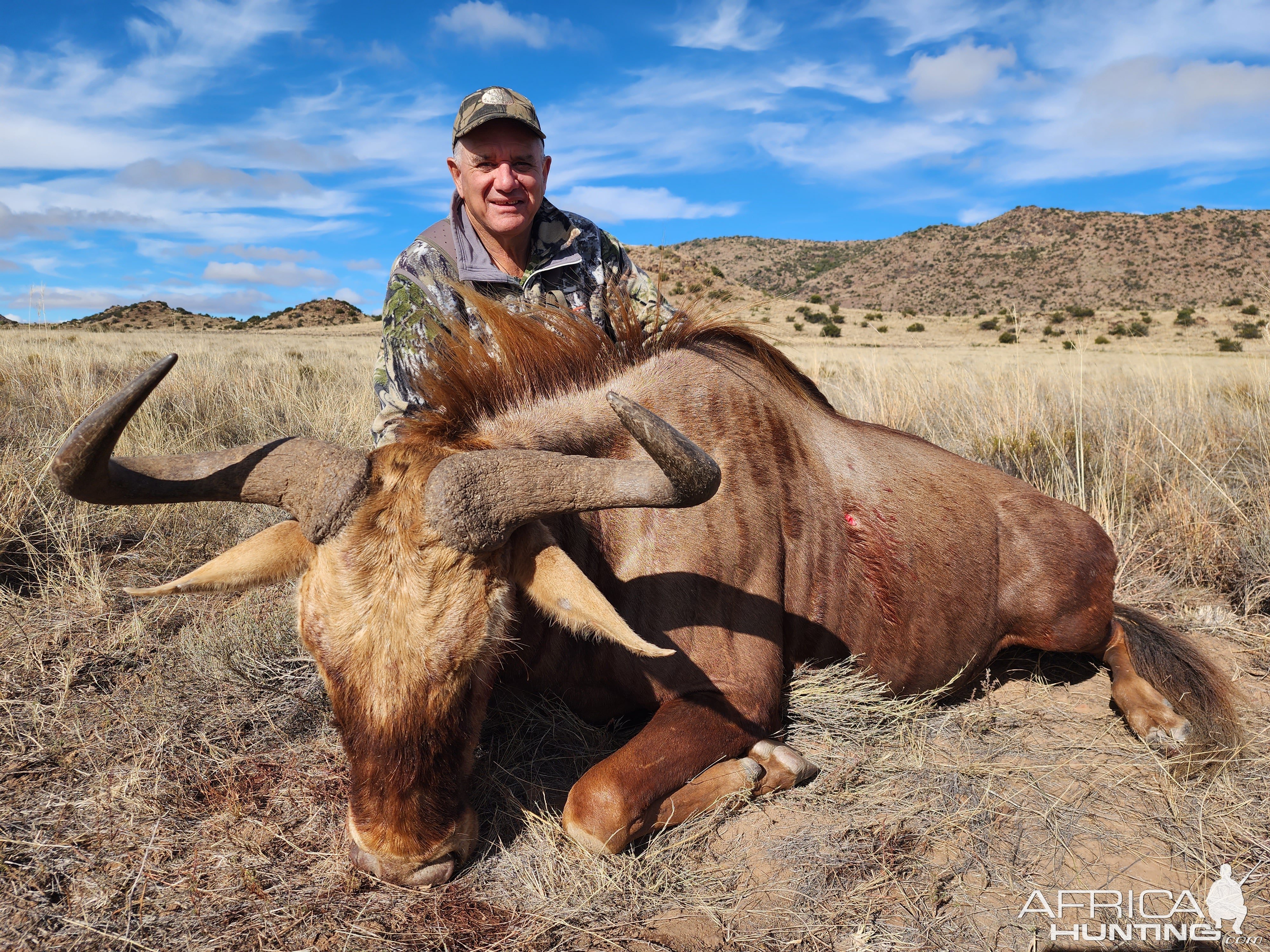 Golden Wildebeest Hunting Eastern Cape South Africa