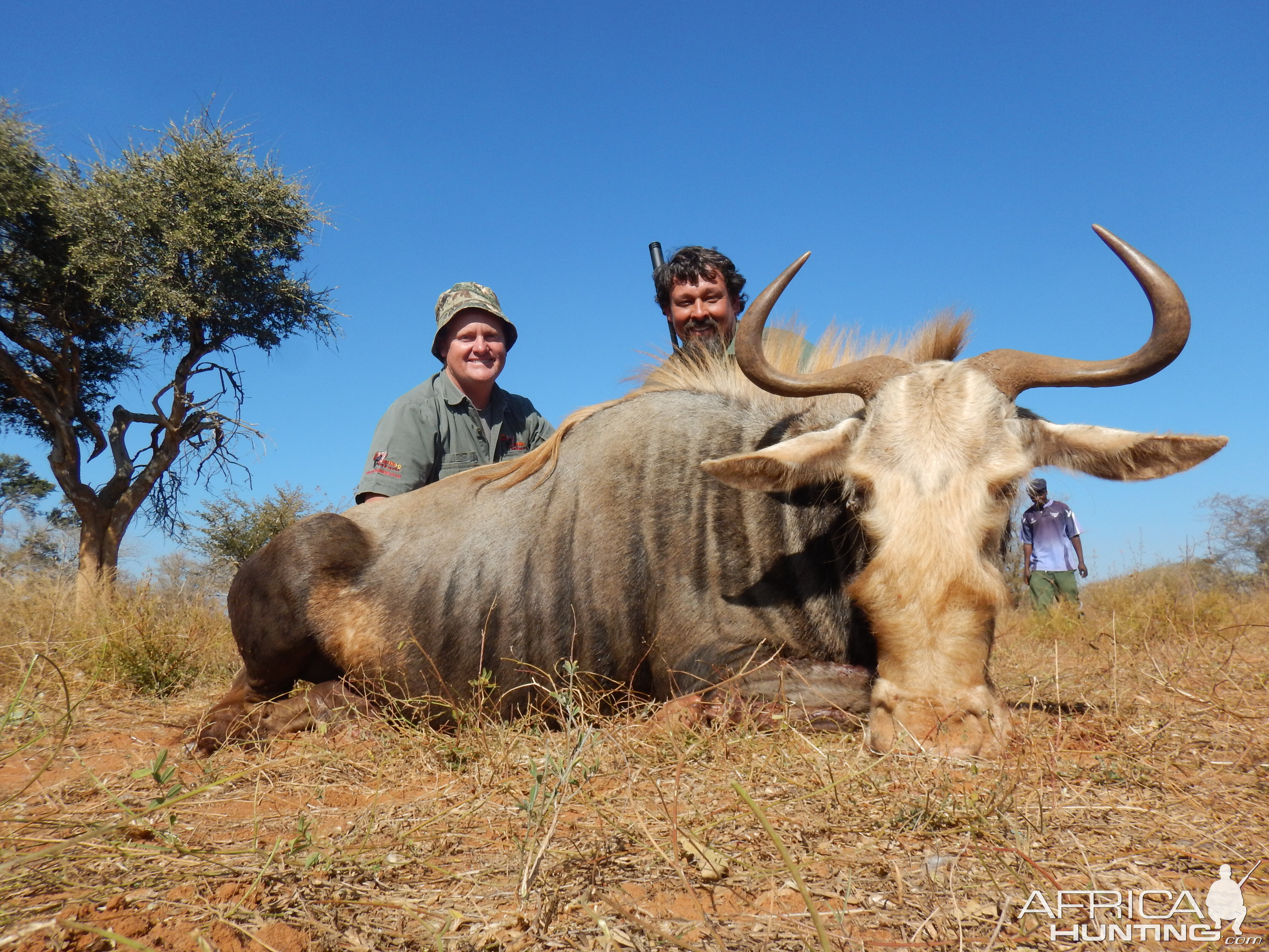 Golden Wildebeest Hunting in South Africa