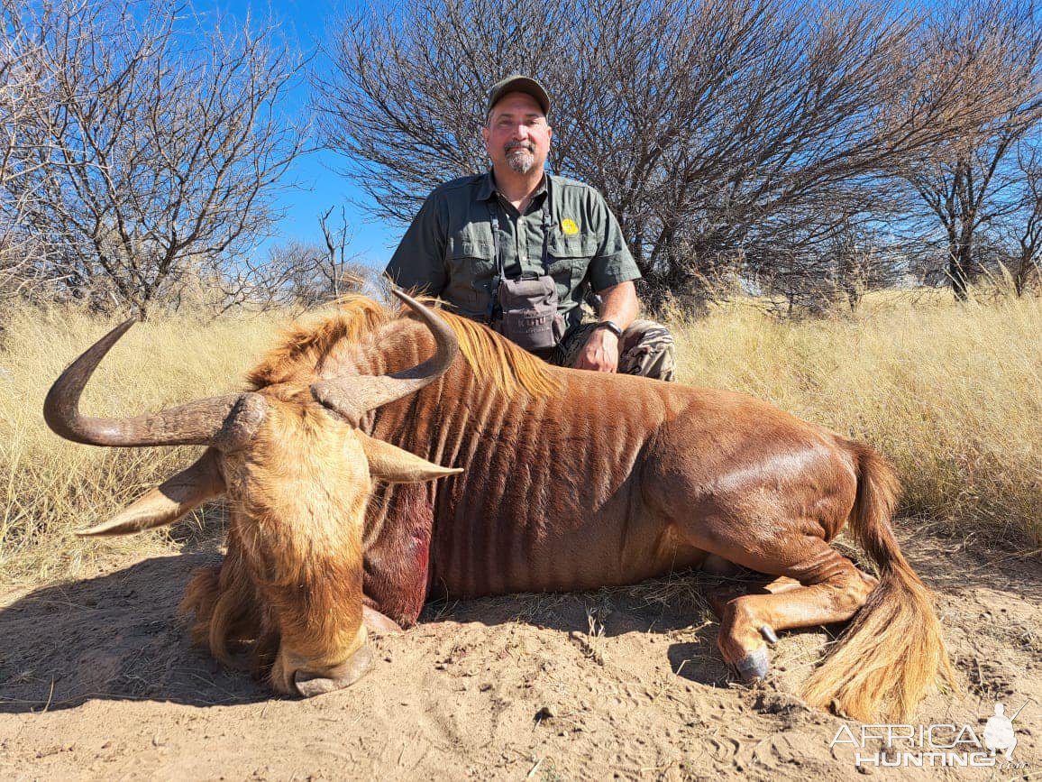 Golden Wildebeest Hunting Kalahari South Africa