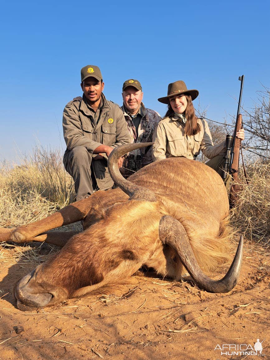 Golden Wildebeest Hunting Kalahari South Africa