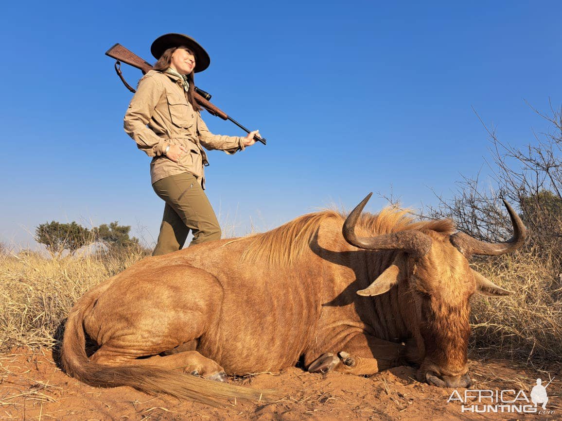 Golden Wildebeest Hunting Kalahari South Africa