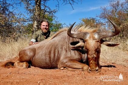 Golden Wildebeest Hunting Limpopo South Africa