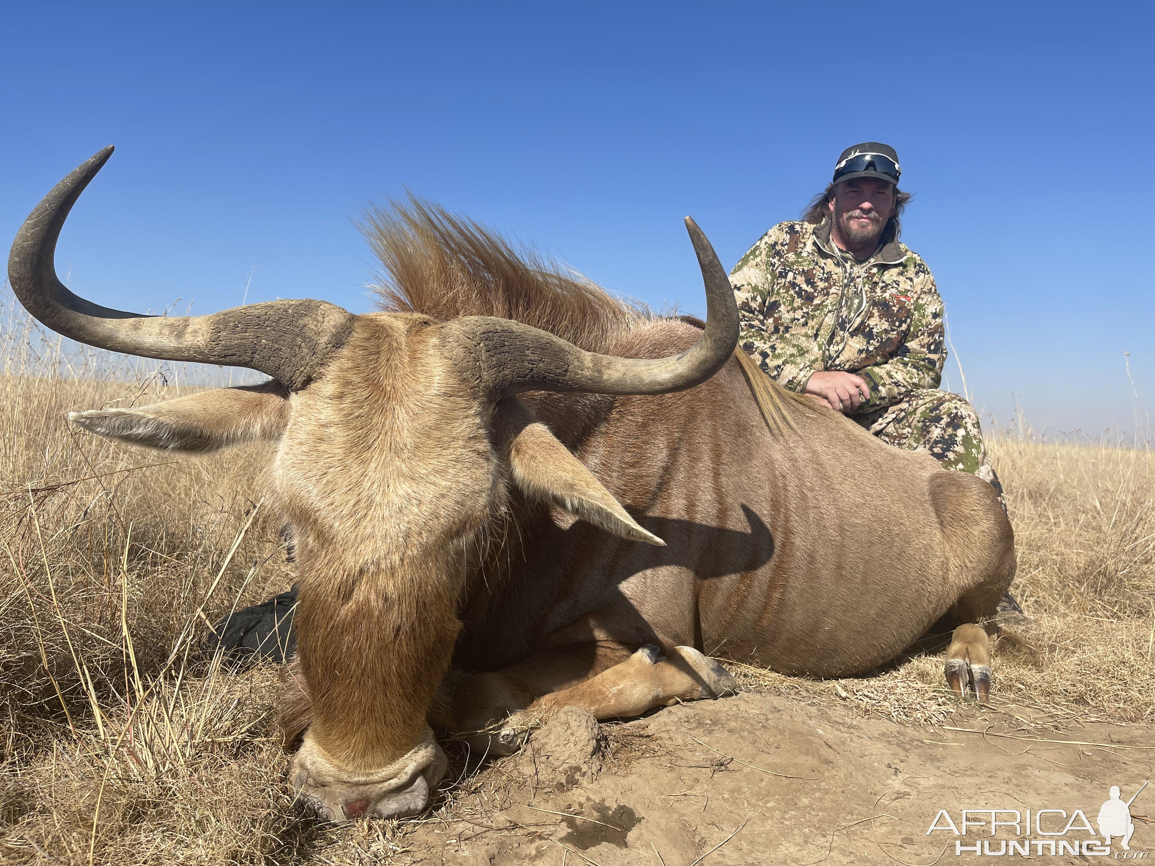 Golden Wildebeest Hunting South Africa