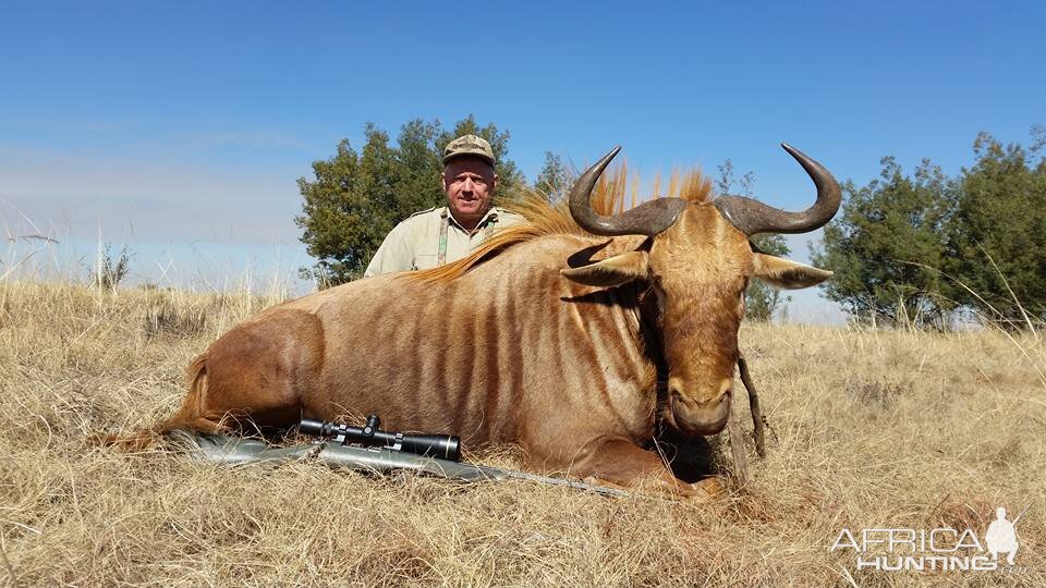 Golden Wildebeest Hunting South Africa