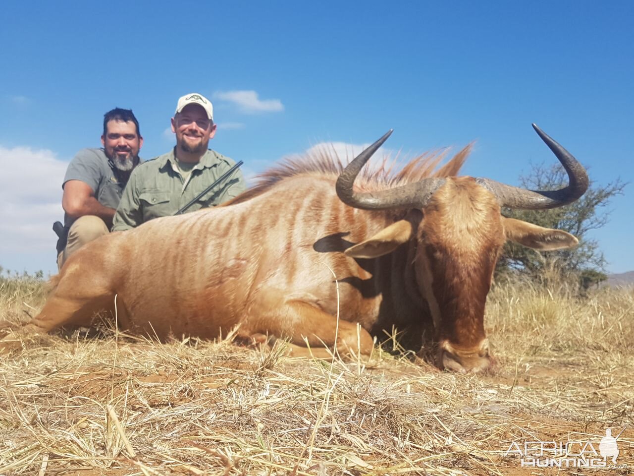 Golden Wildebeest Hunting South Africa