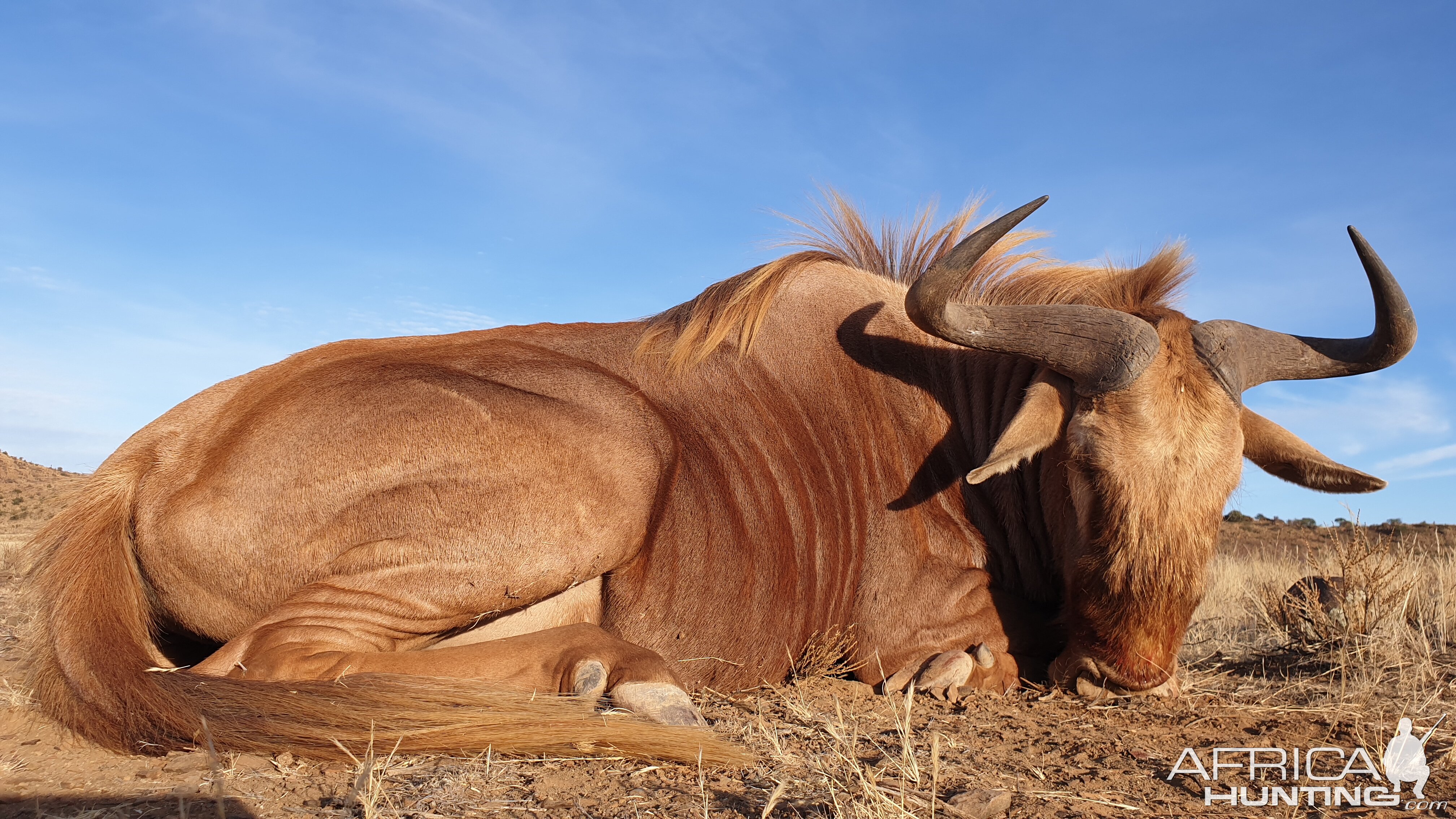 Golden Wildebeest Hunting South Africa