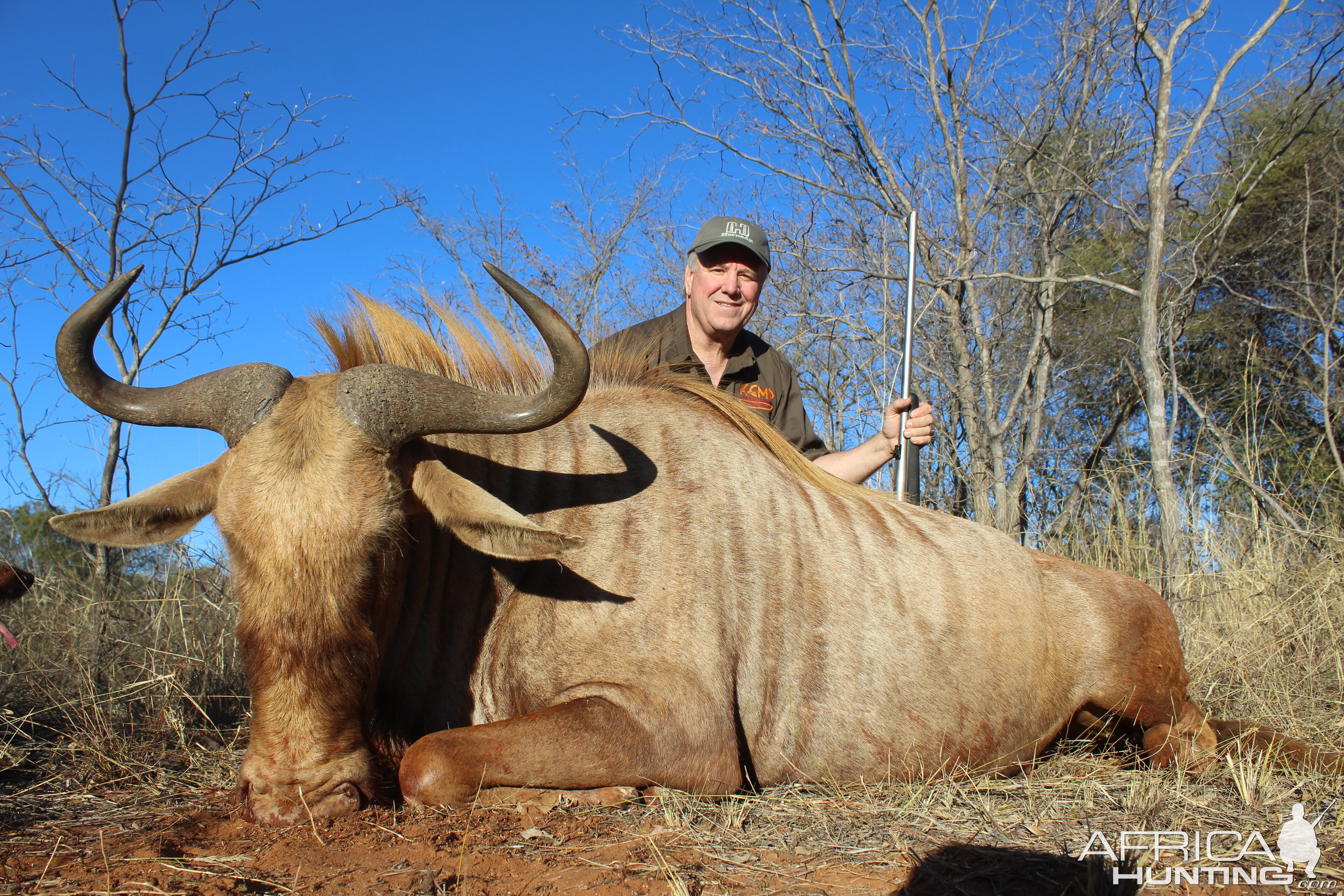 Golden Wildebeest Hunting Waterberg Mountains Limpopo province of South Africa