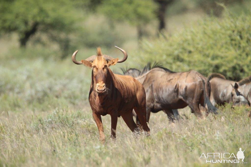 Golden Wildebeest South Africa