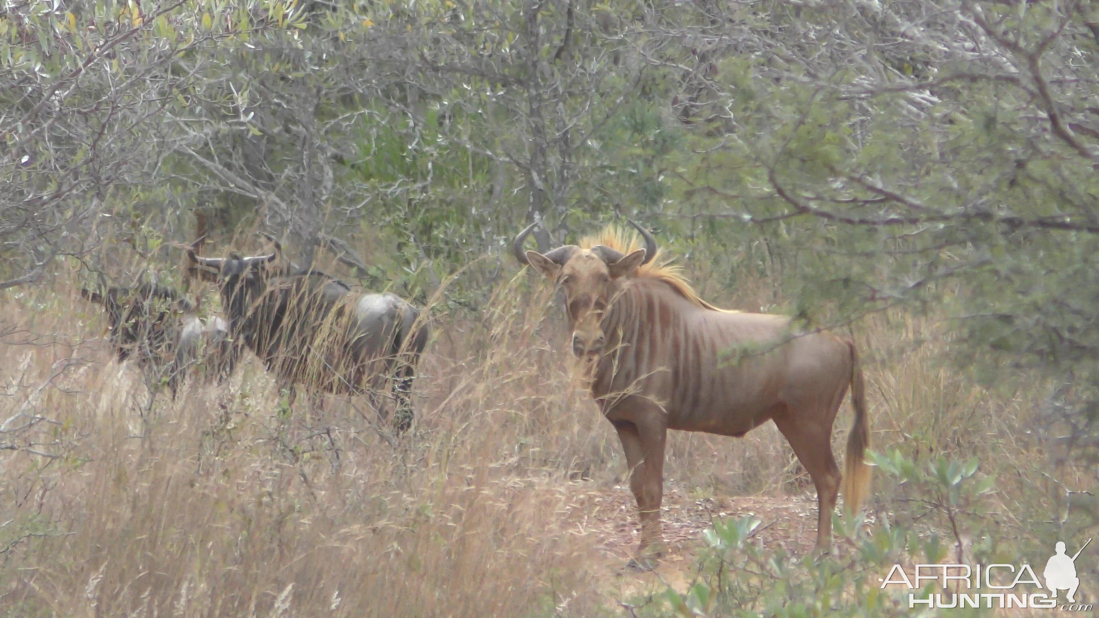 Golden Wildebeest South Africa