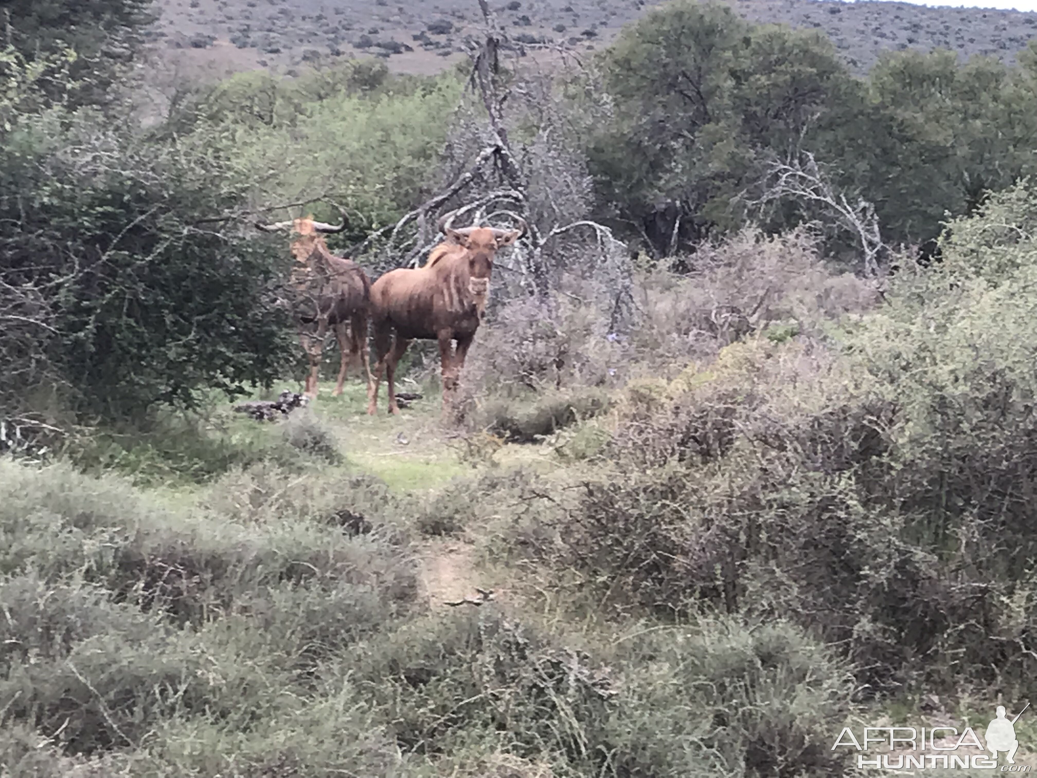 Golden Wildebeest South Africa