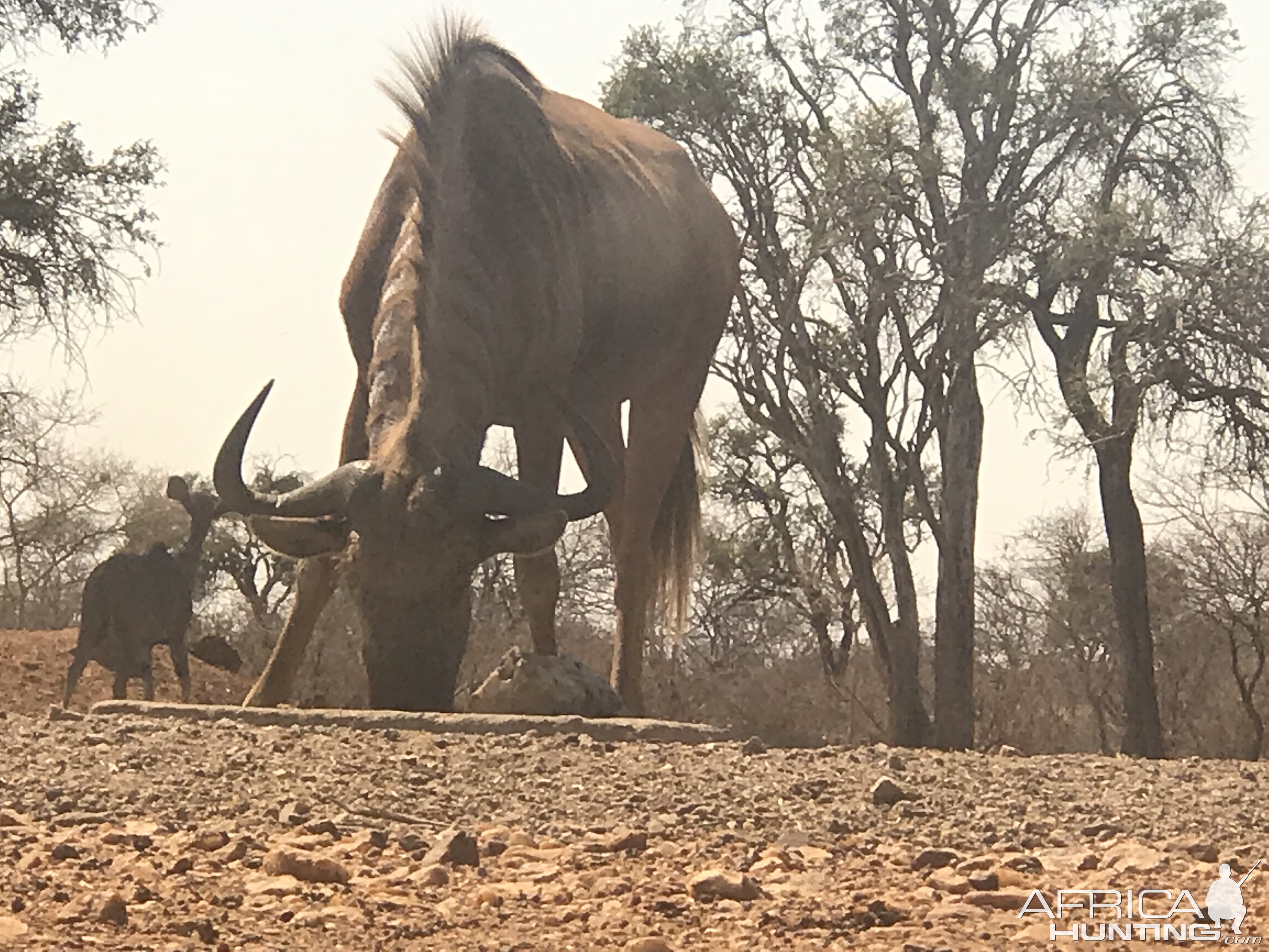 Golden Wildebeest South Africa