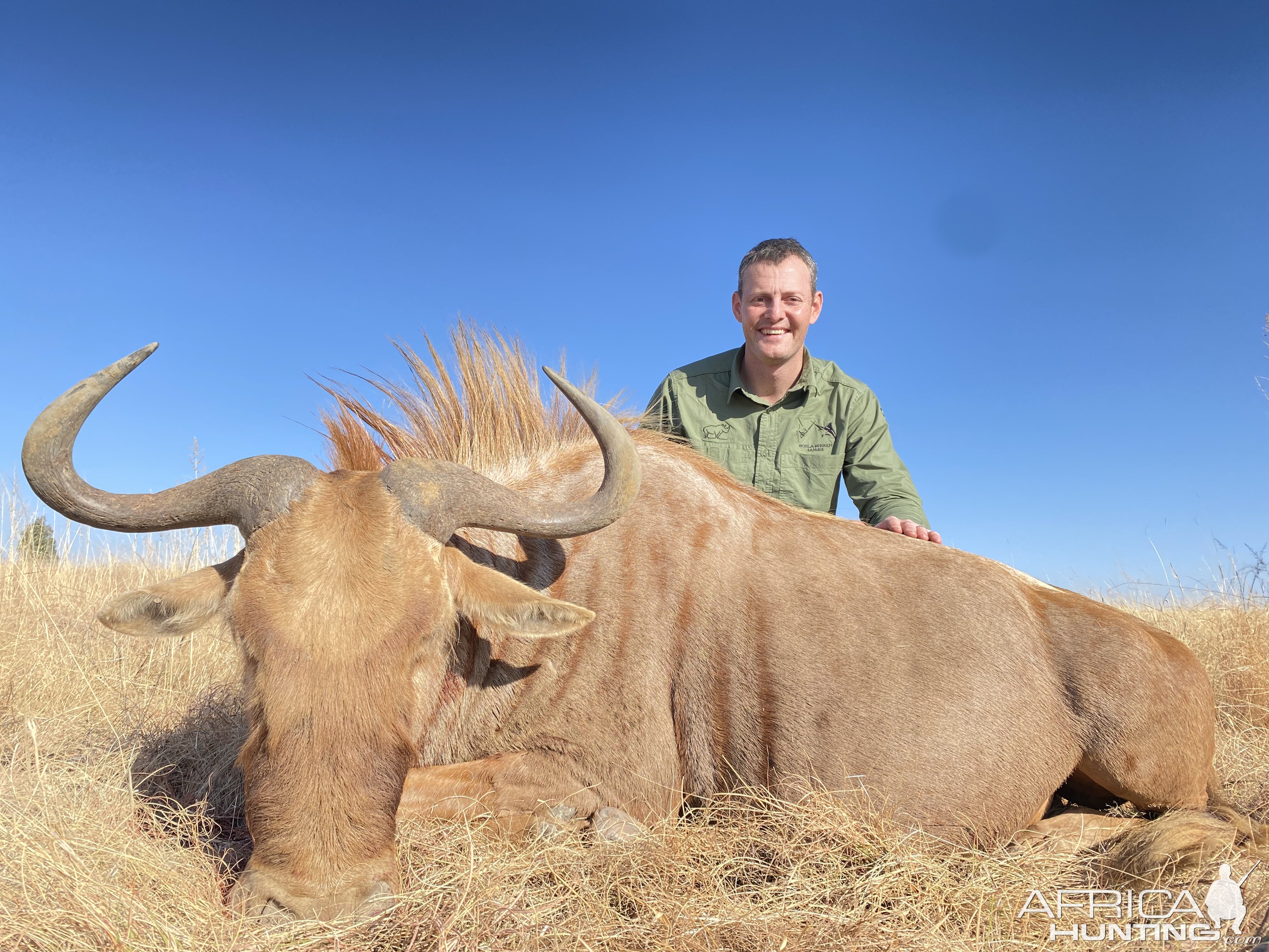 Golden Wildebeest