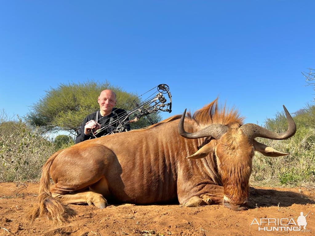 Golden Wildebeest