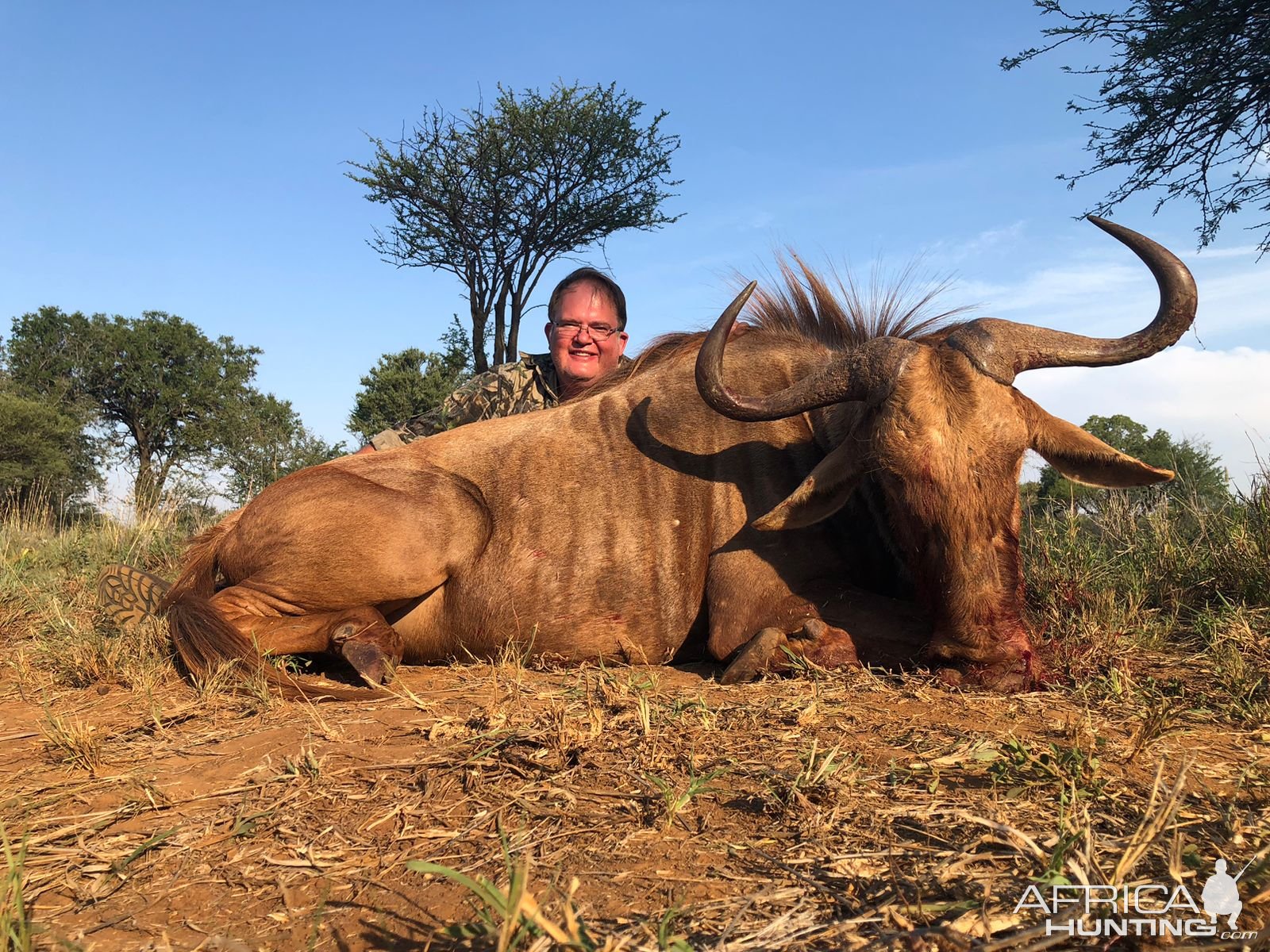 Golden Wildebeest