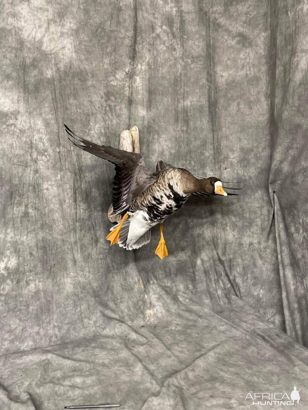 Goose Full Mount Taxidermy