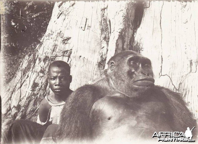 Gorilla Congo