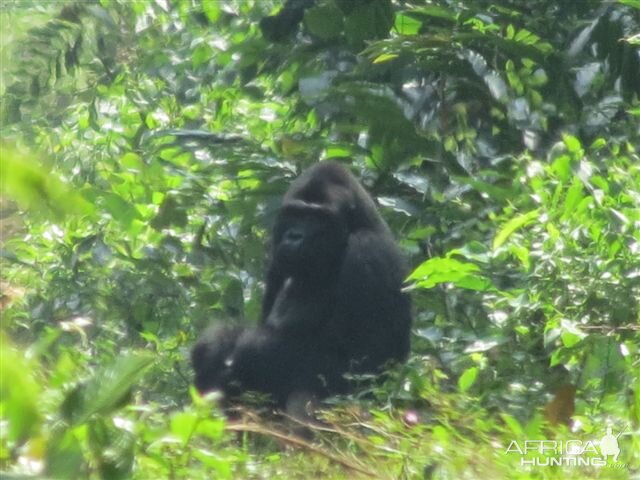 Gorilla in Congo