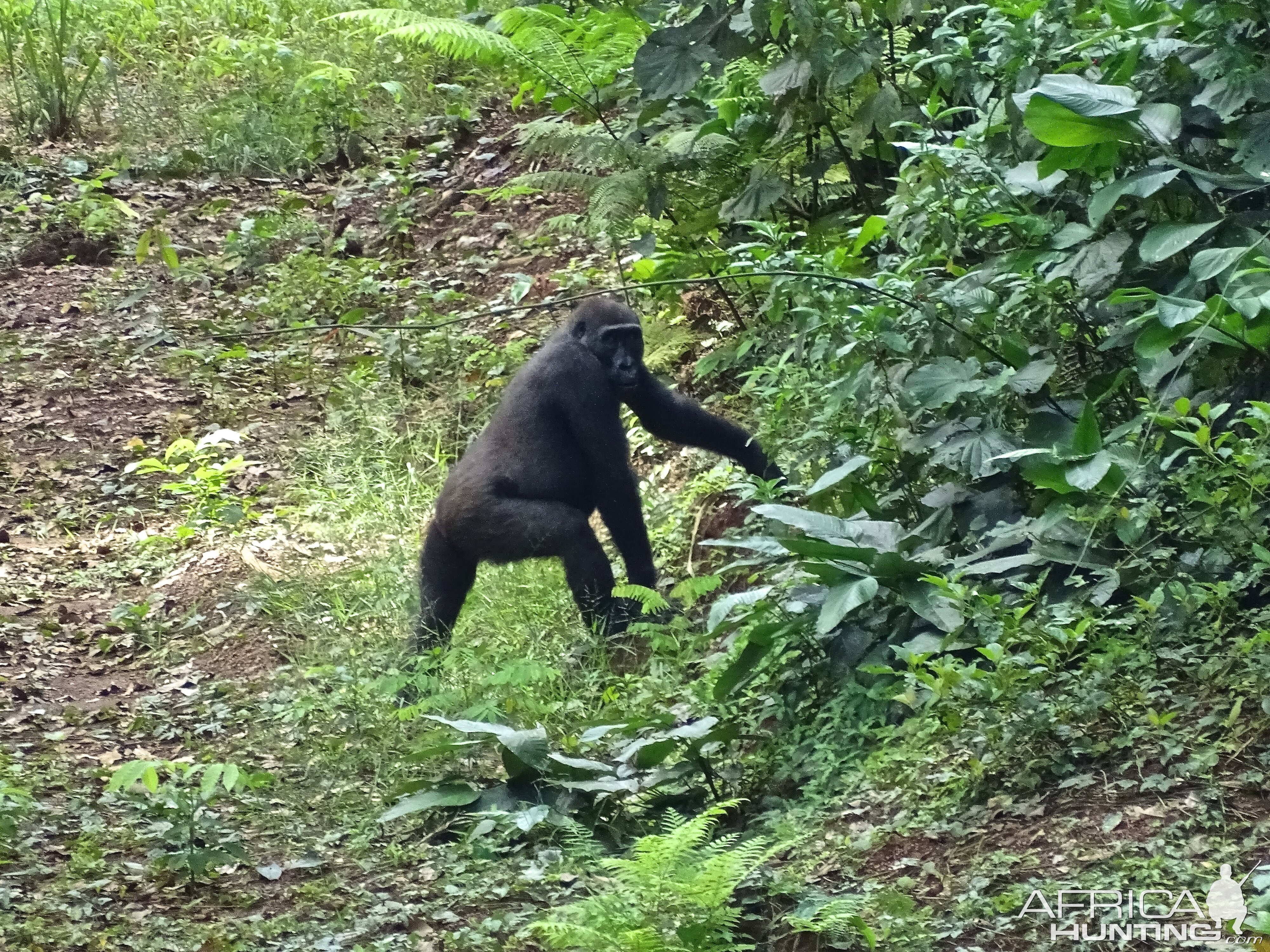 Gorilla in Congo