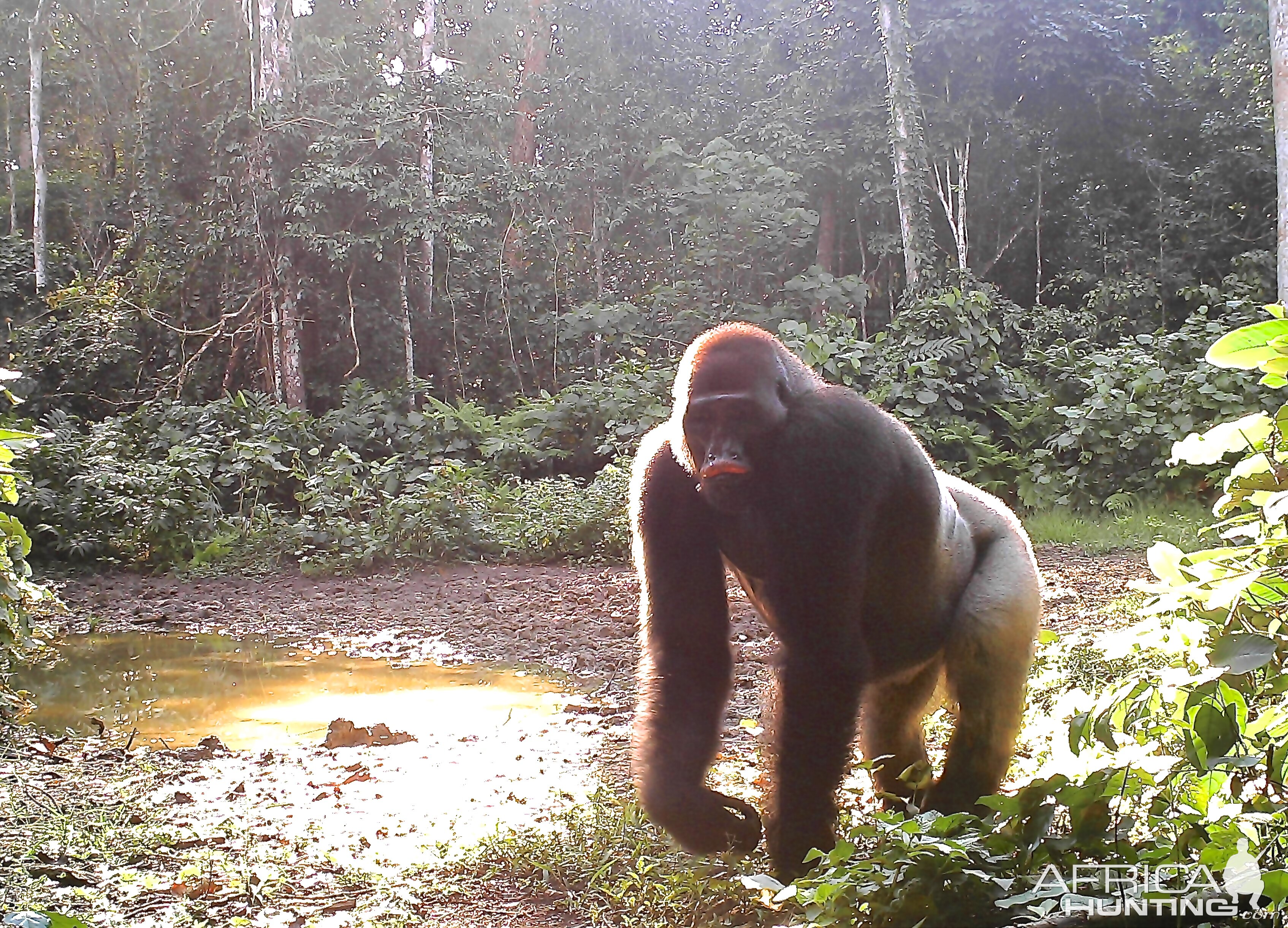 Gorilla in Congo