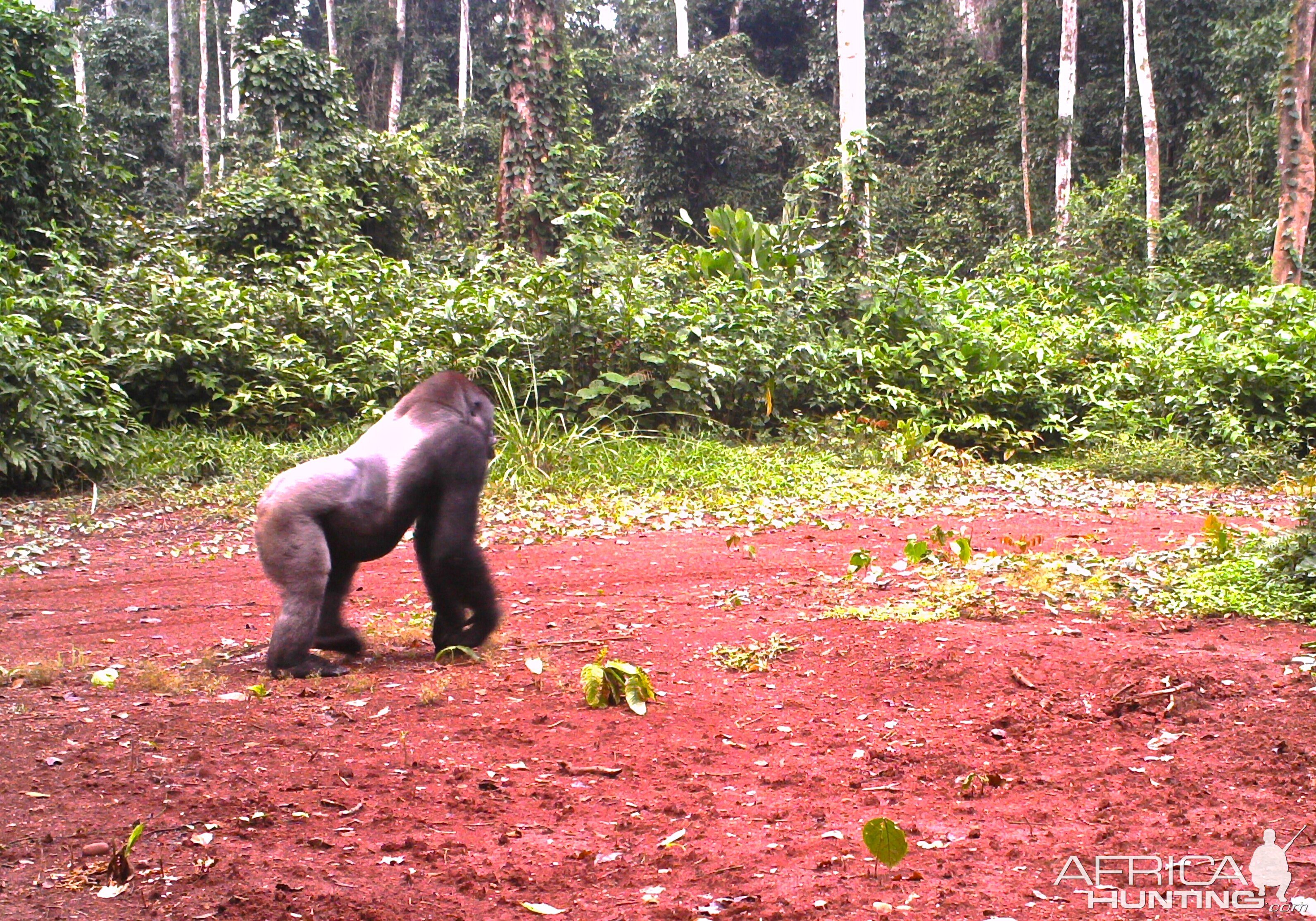 Gorilla in Congo