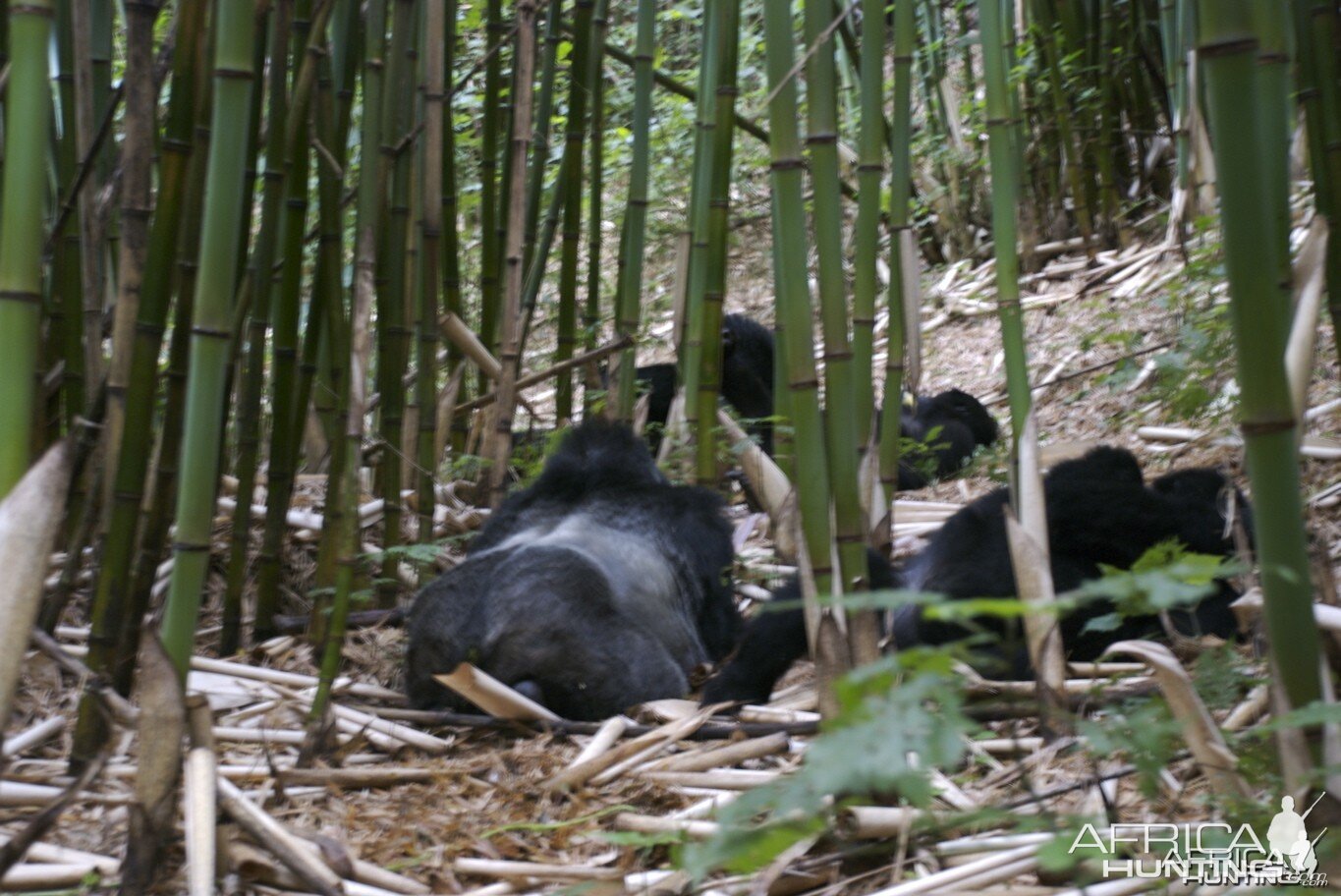 Gorilla Tracking in Uganda