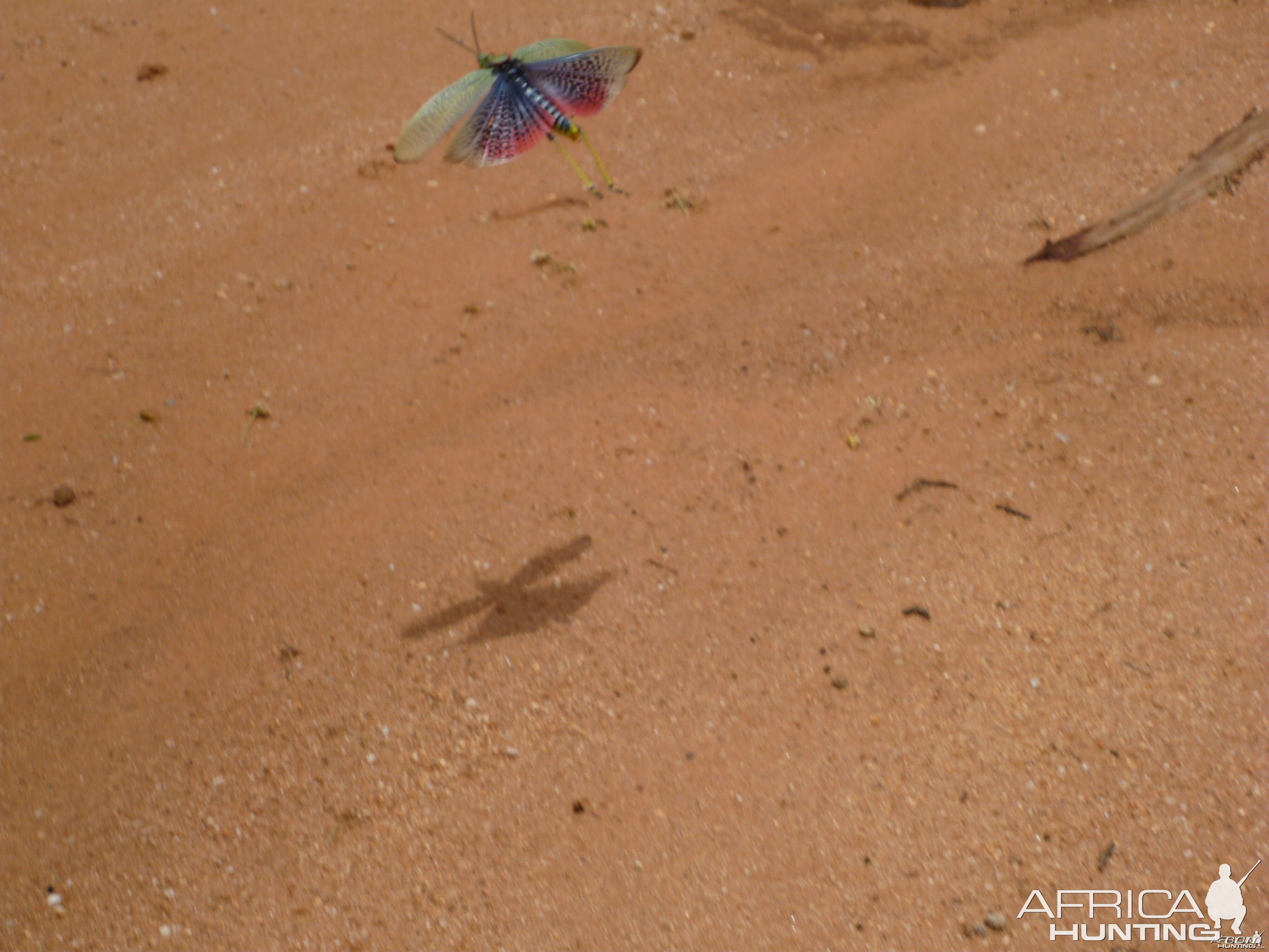 Grasshopper Namibia