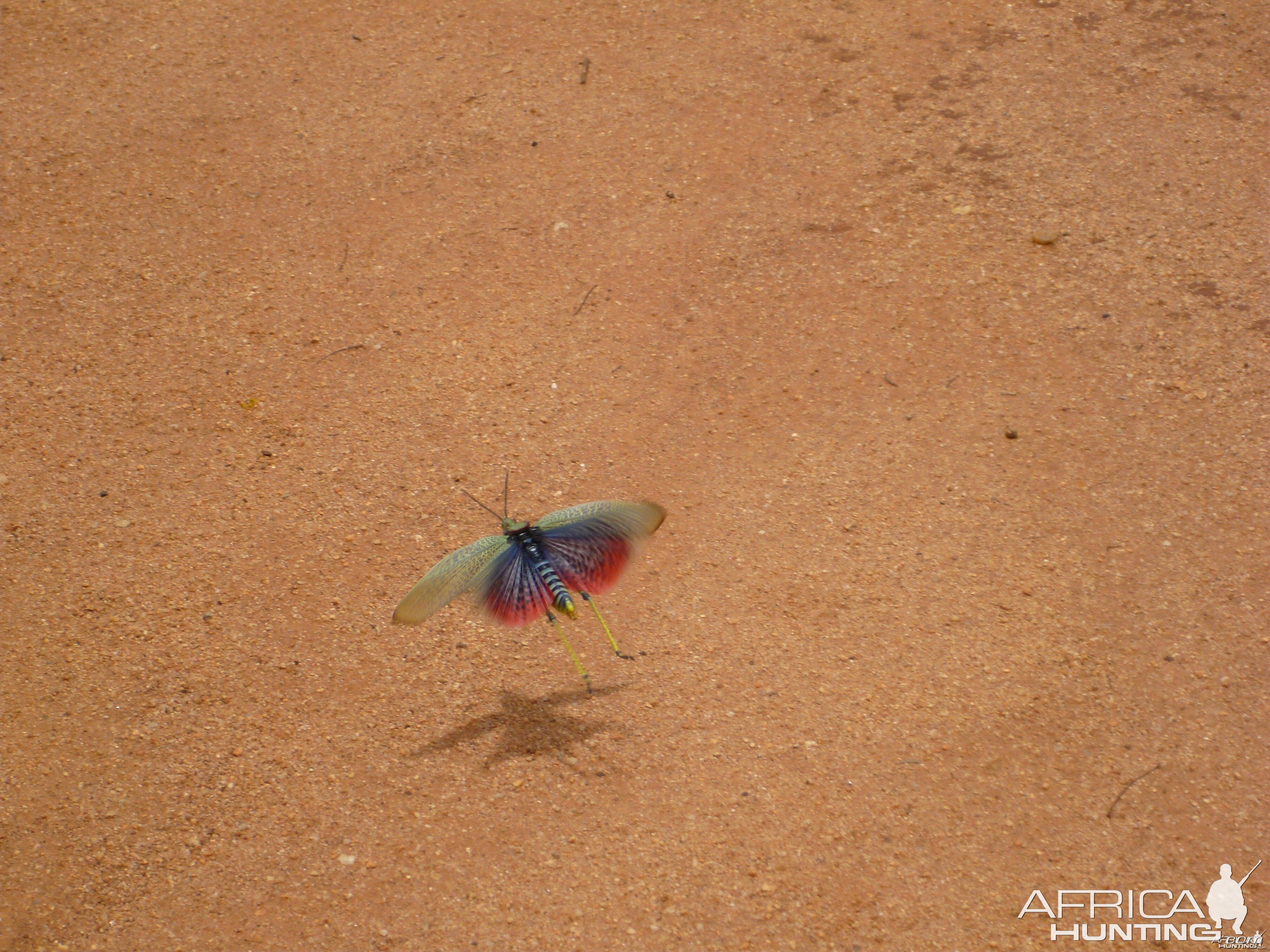 Grasshopper Namibia