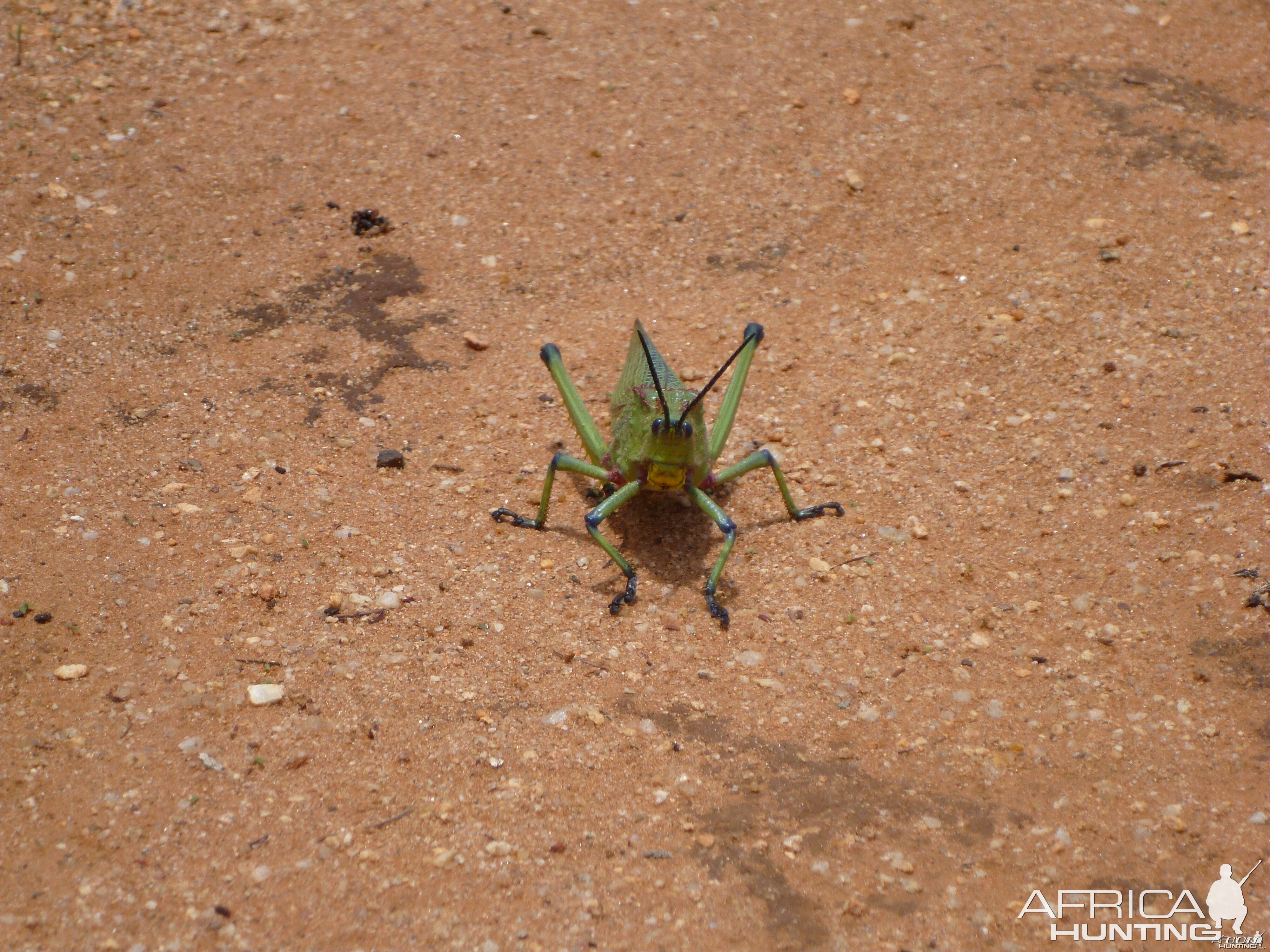 Grasshopper Namibia