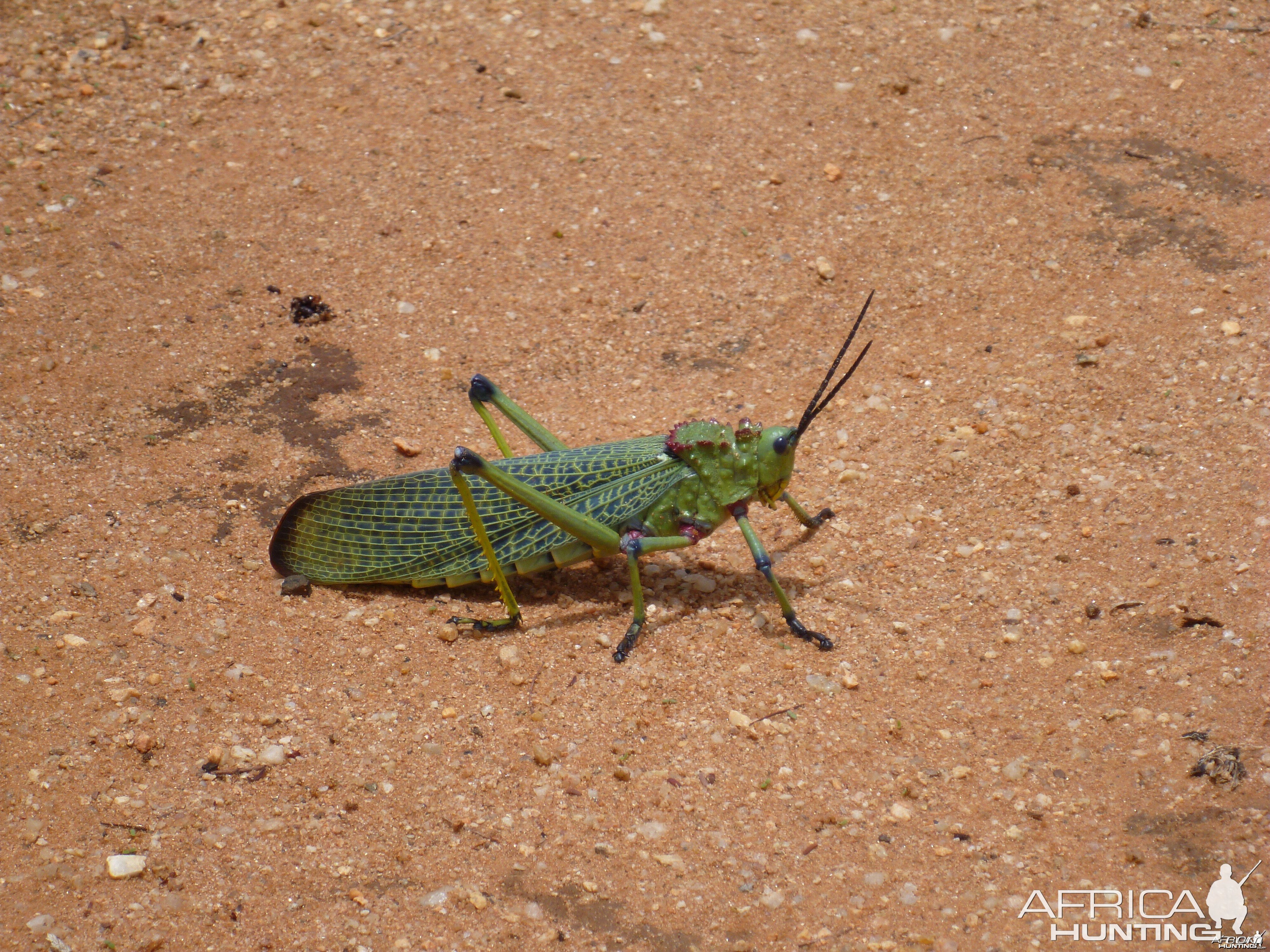 Grasshopper Namibia