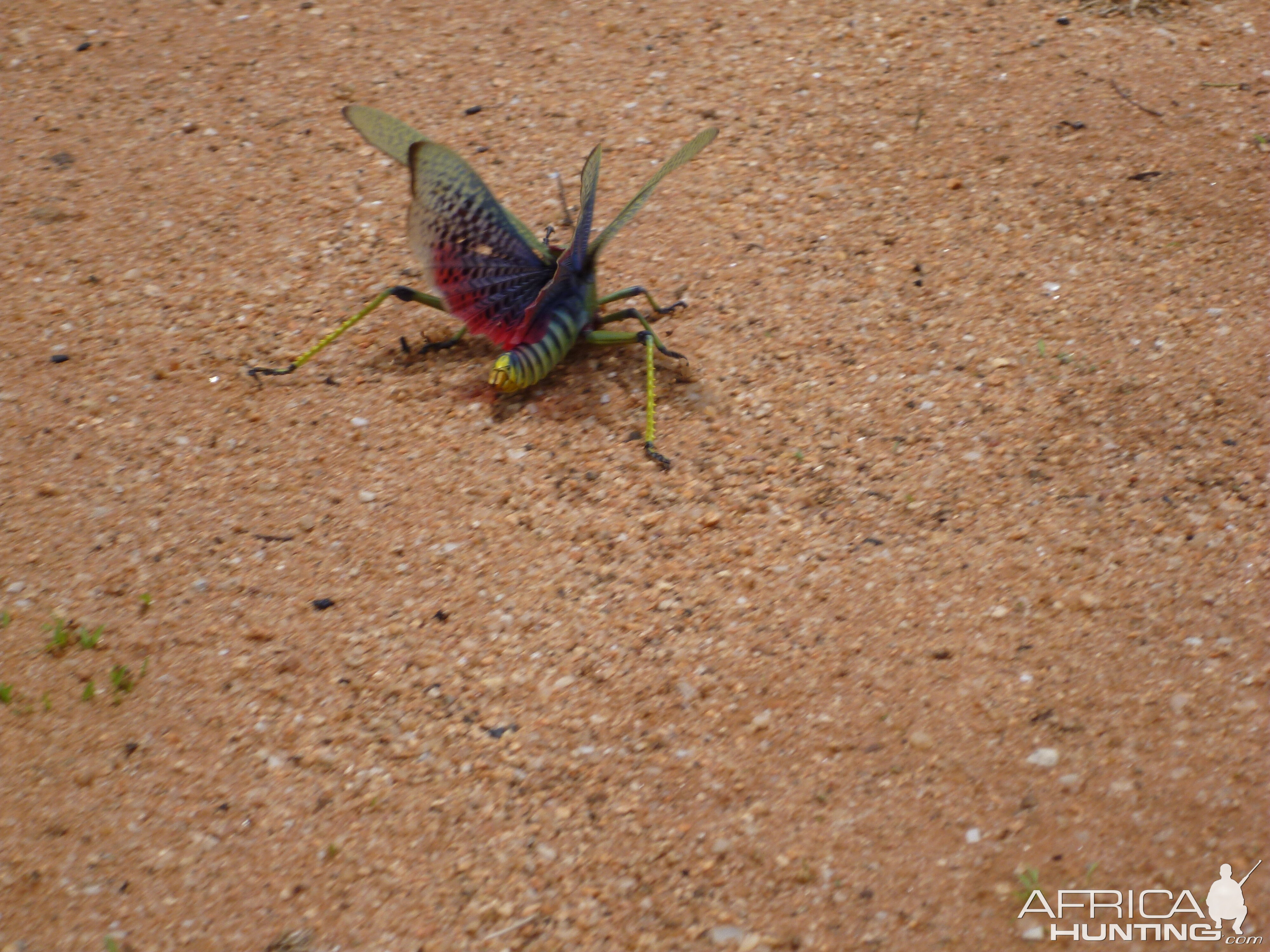 Grasshopper Namibia