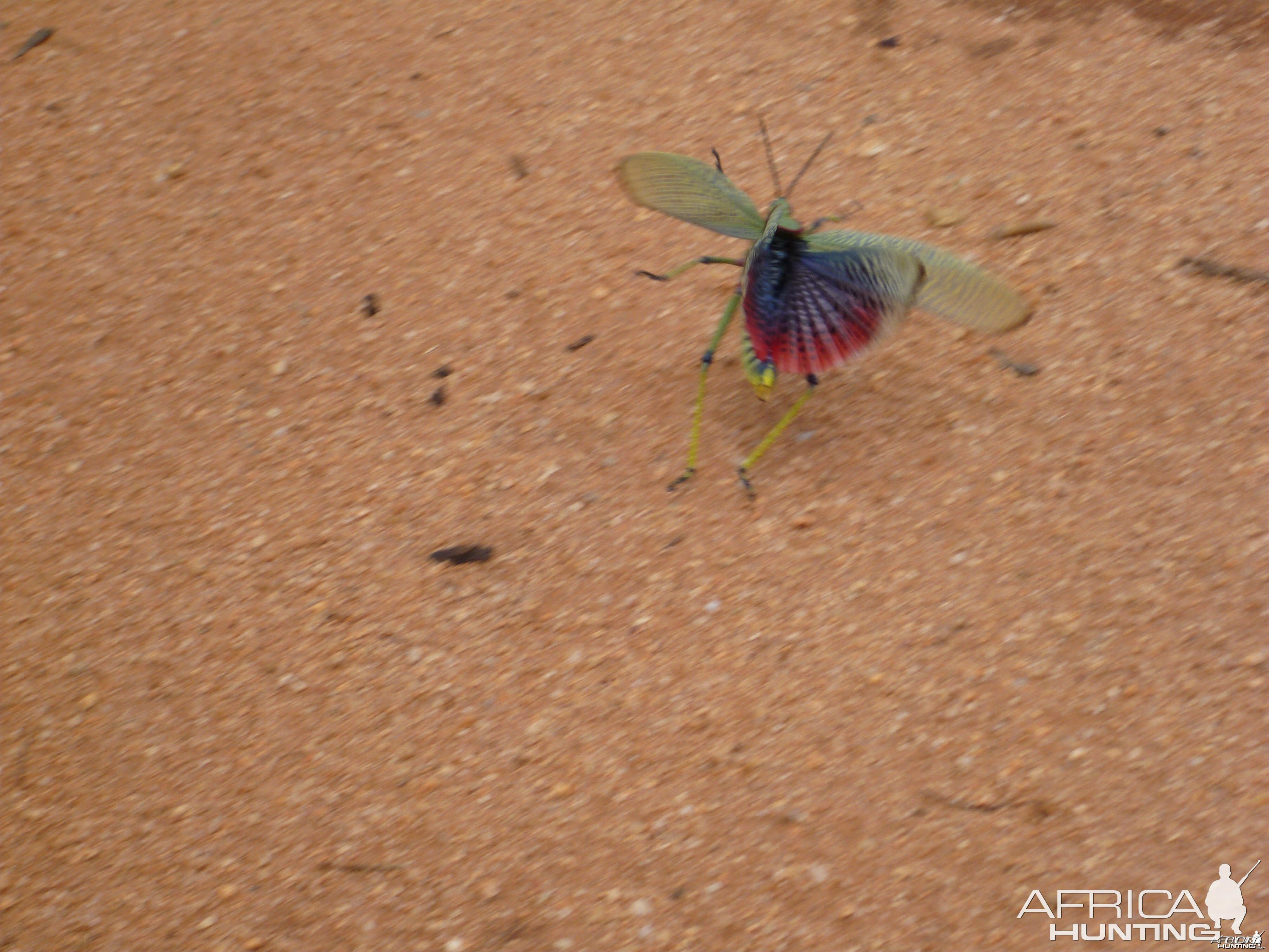 Grasshopper Namibia