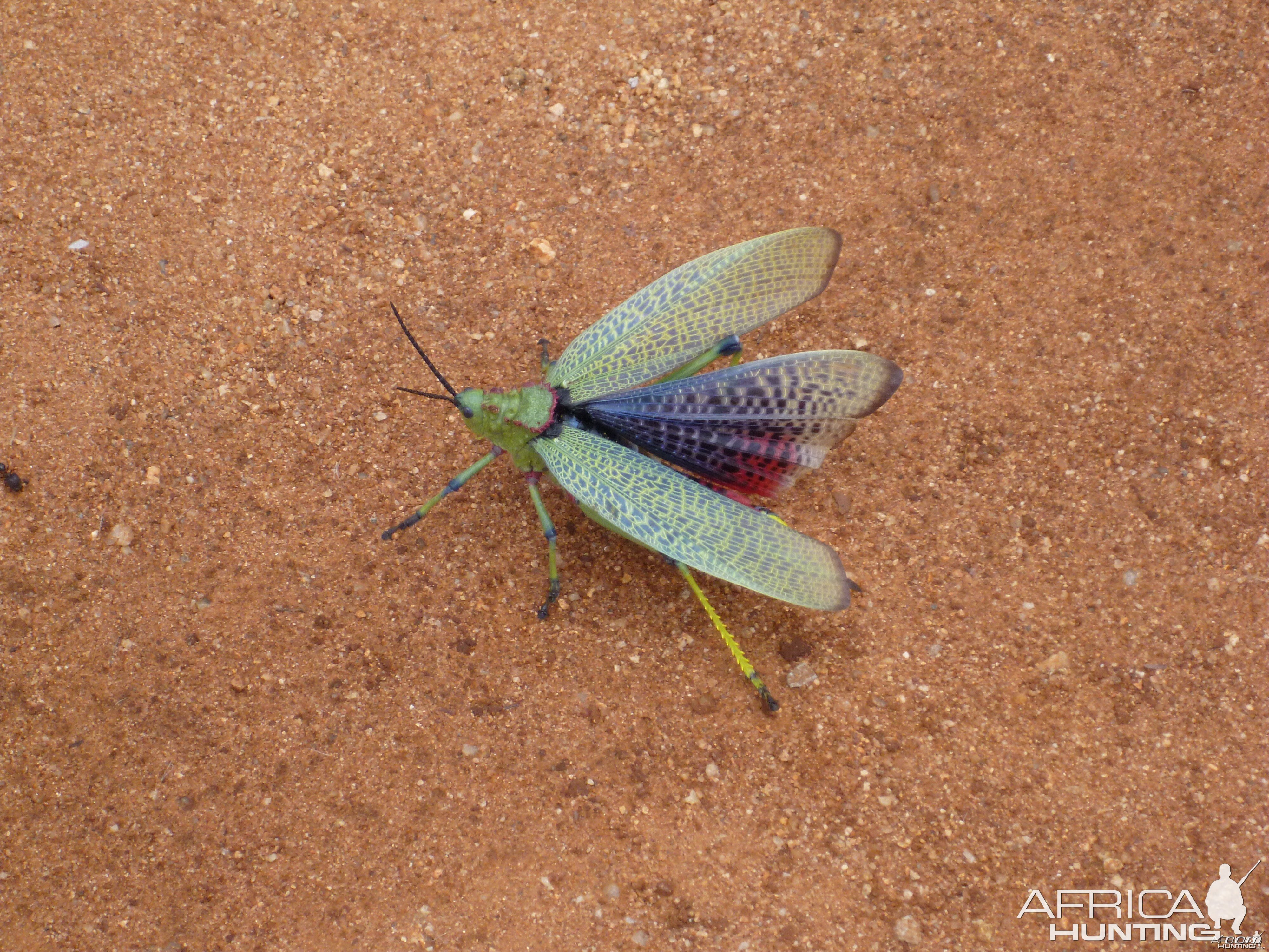 Grasshopper Namibia