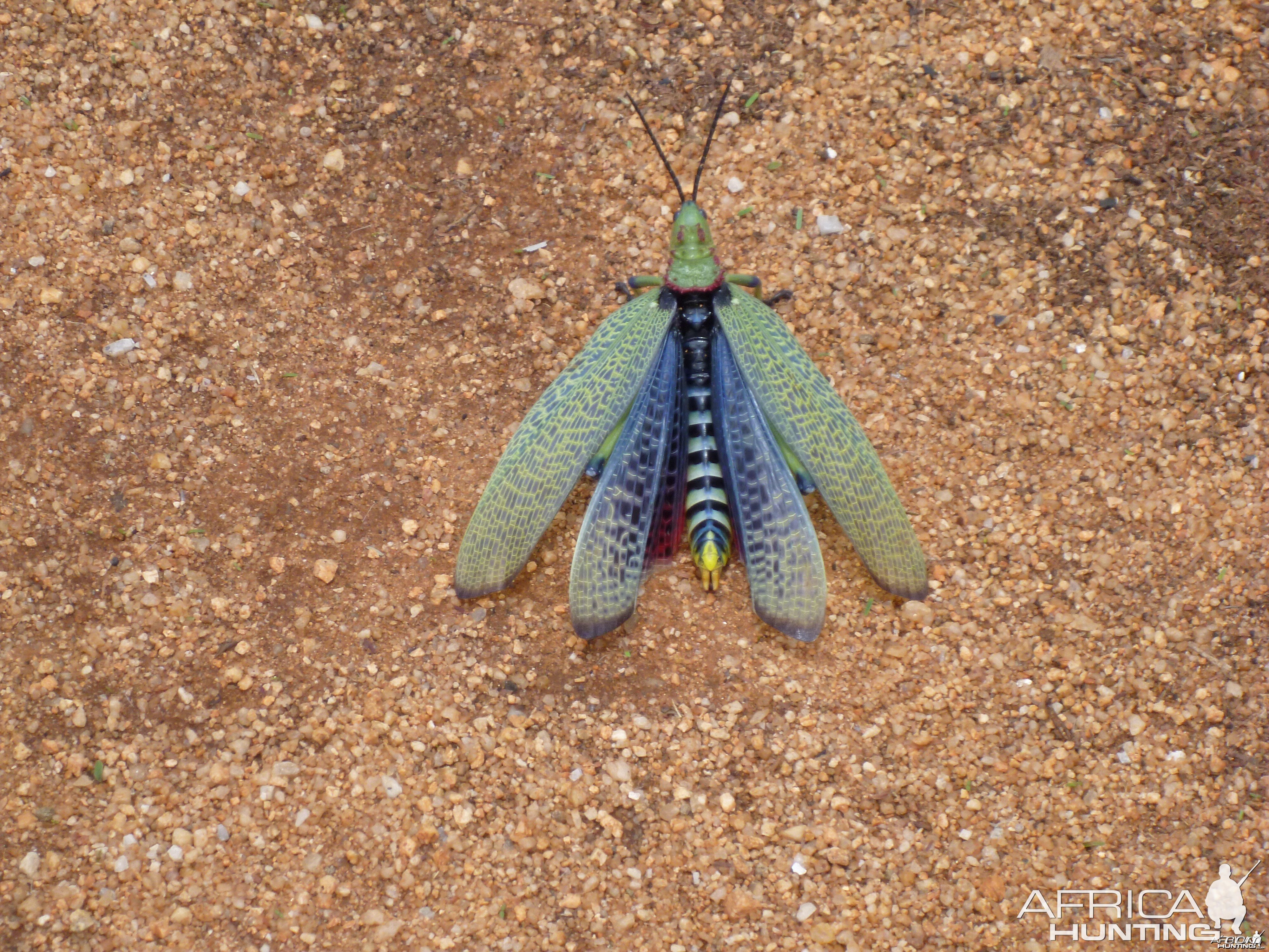 Grasshopper Namibia